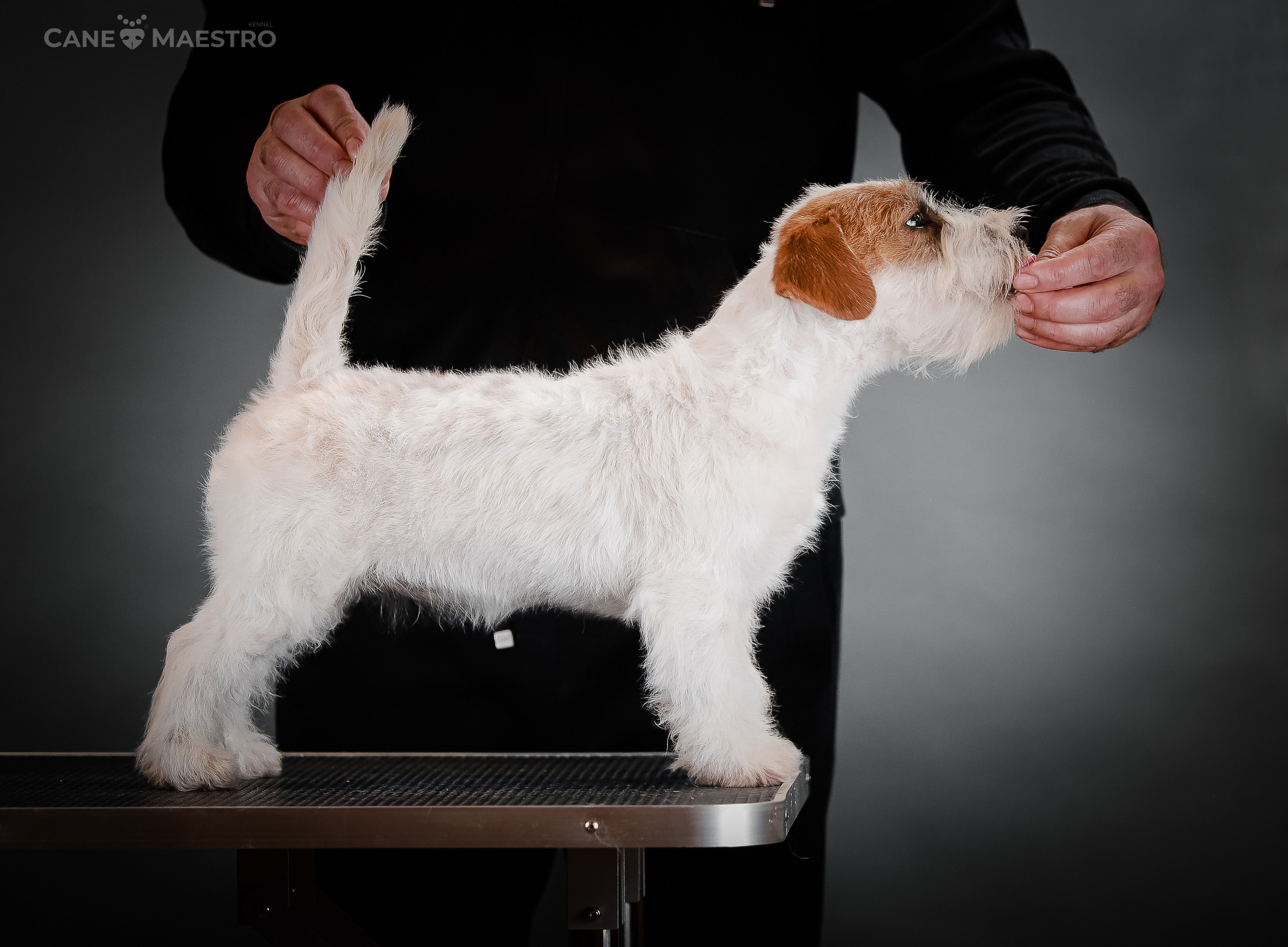 Девочка бело-рыжего окраса. Монокль жесткошерстная джек рассел терьер. КАНЕ МАЭСТРО — питомник Джек рассел терьеров