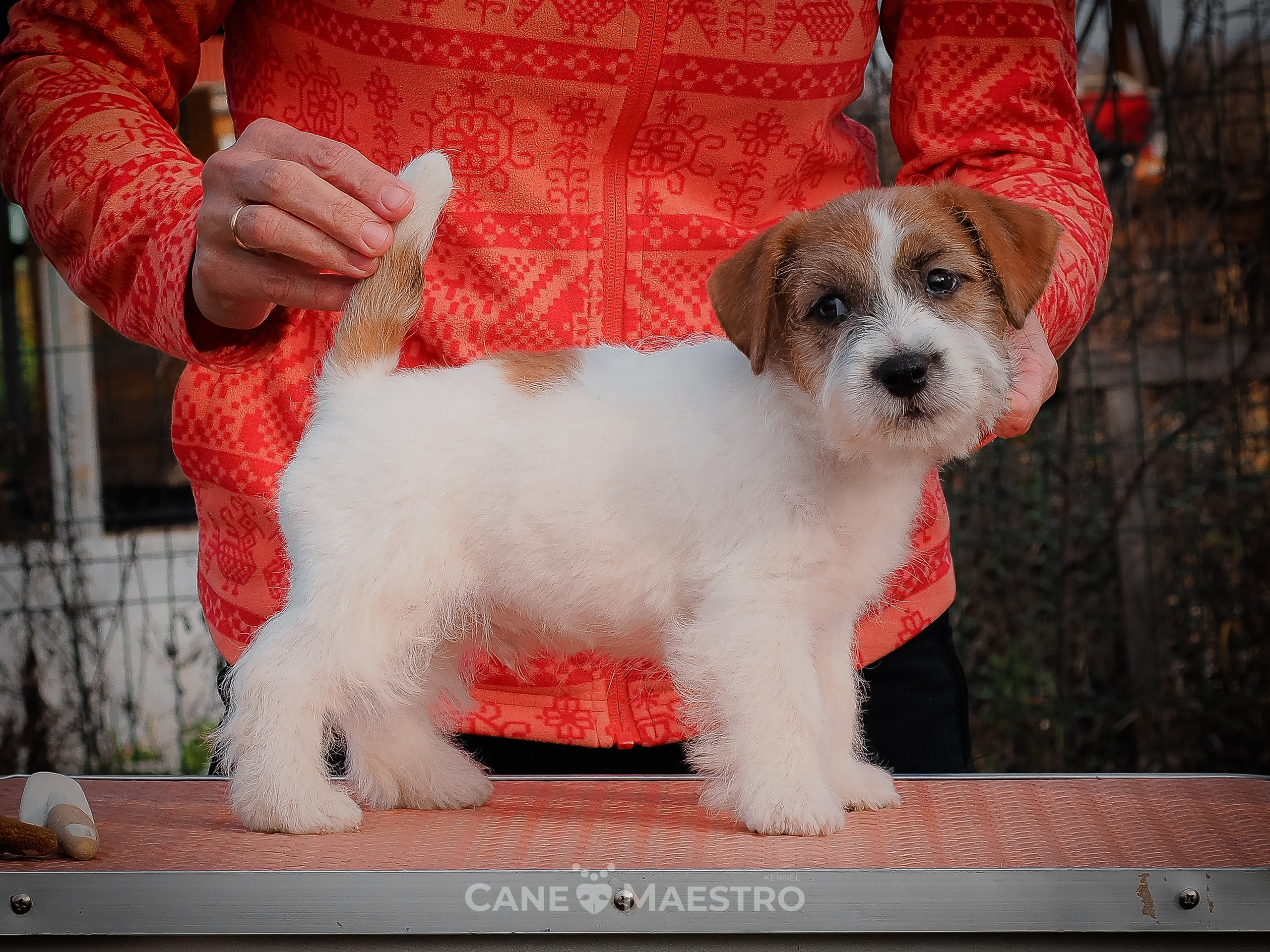 КобельZ1_ДРТ_брыж_27_08_25. КАНЕ МАЭСТРО — питомник Джек рассел терьеров