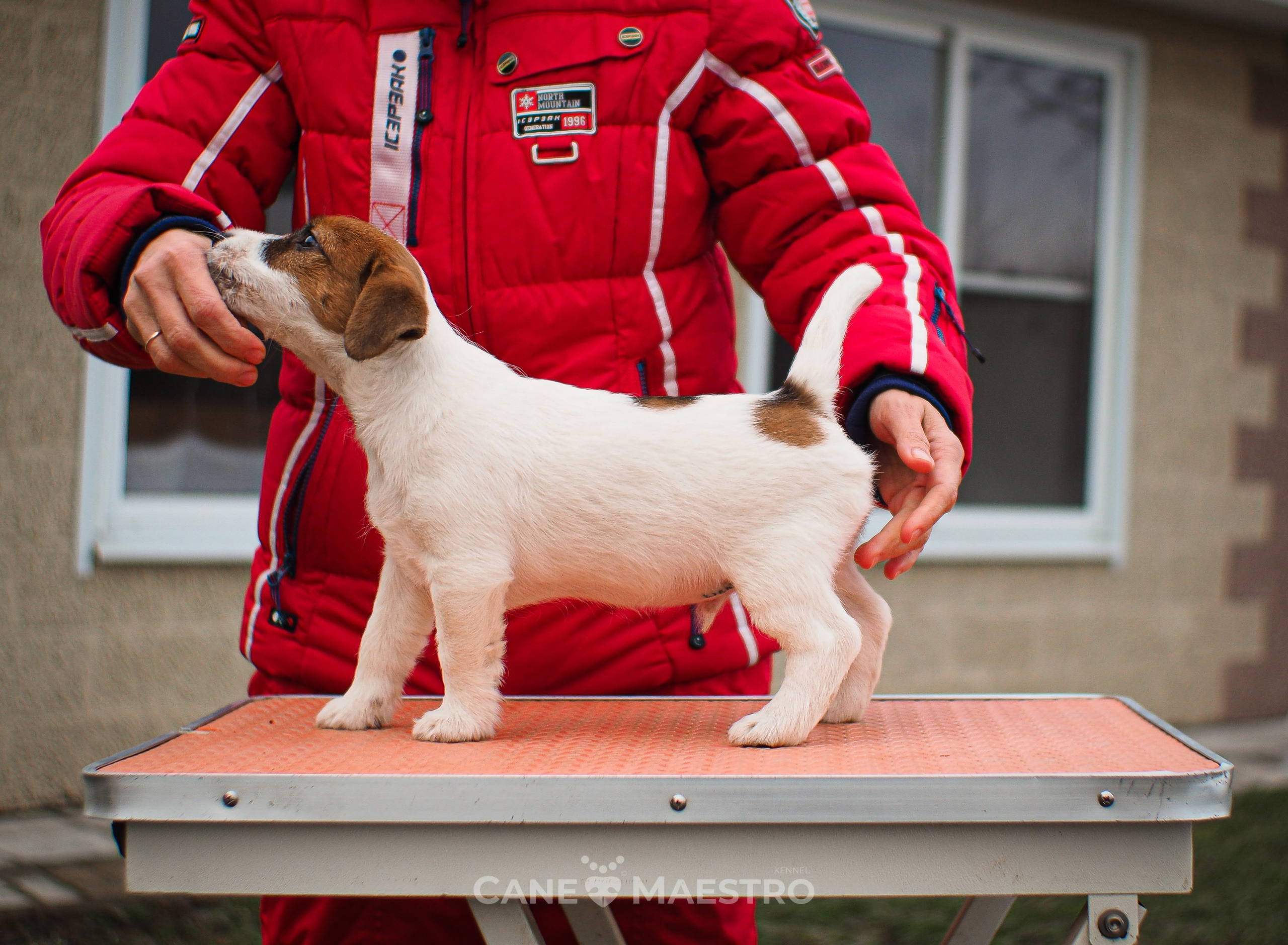 3КОБЛ_СНЕГОВИК. CANE MAESTRO — kennel Jack Russell Terrier