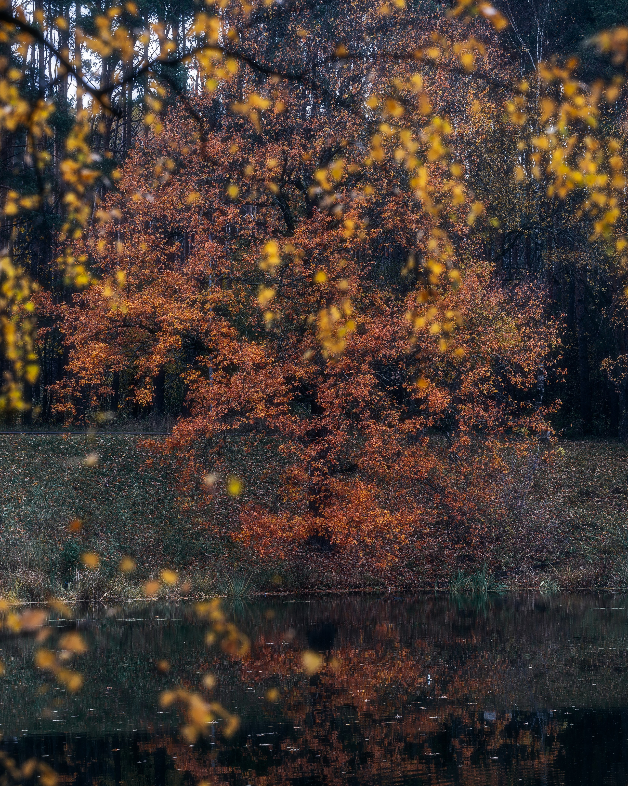 Природа (Осень). Фотограф Мартыненко Дмитрий