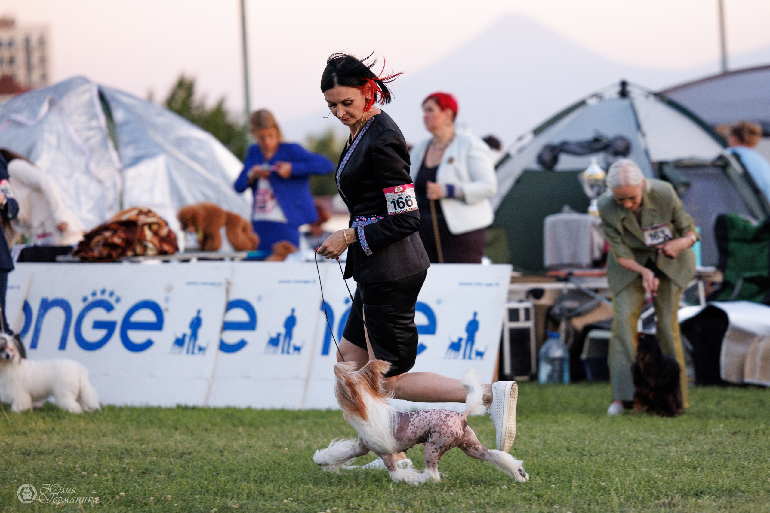 Ереван 3хCACIB 23-25.06.2025. Фотограф-анималист Юлия Германика