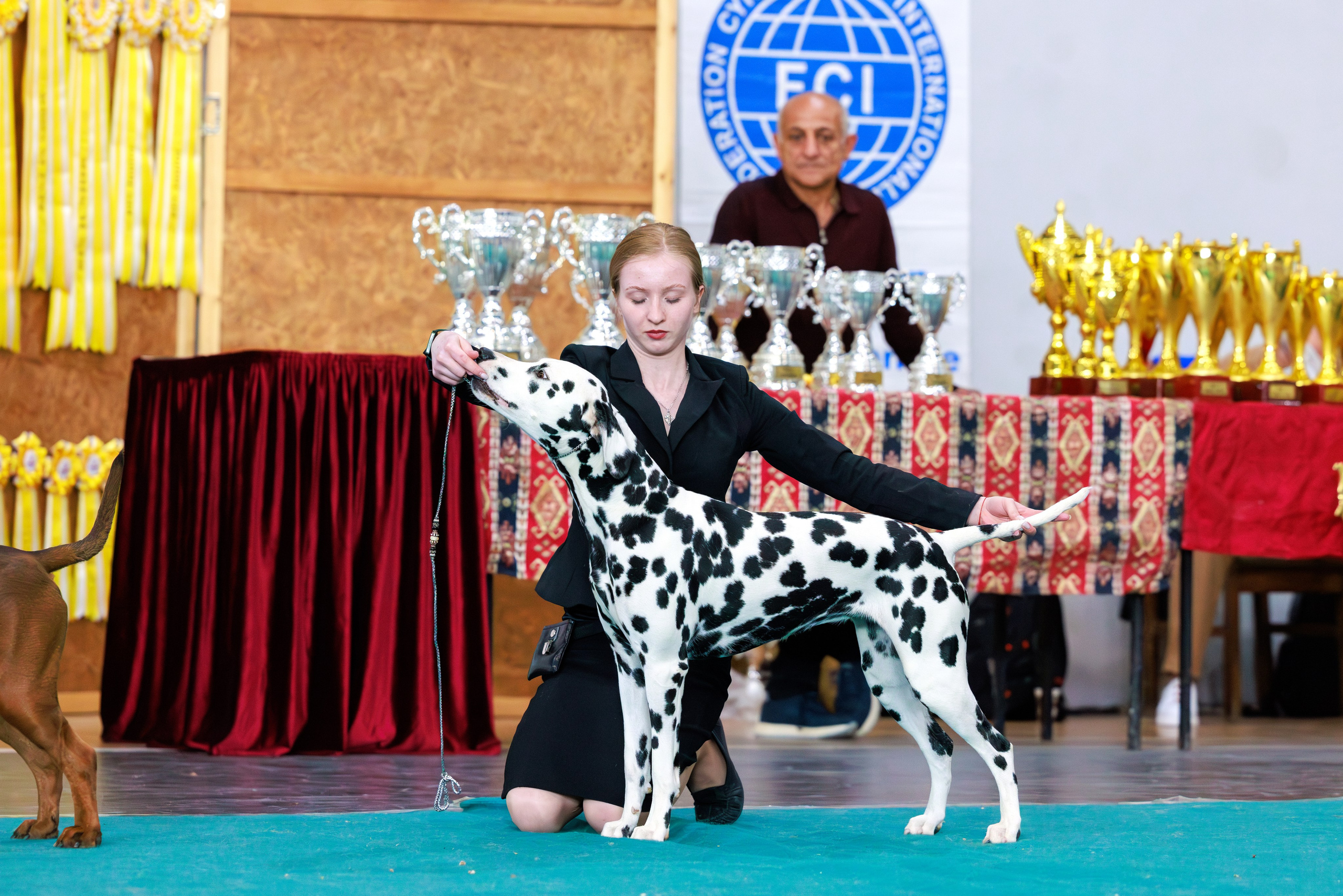 Ереван 2х CACIB 29-30.04.2025. Фотограф-анималист Юлия Германика