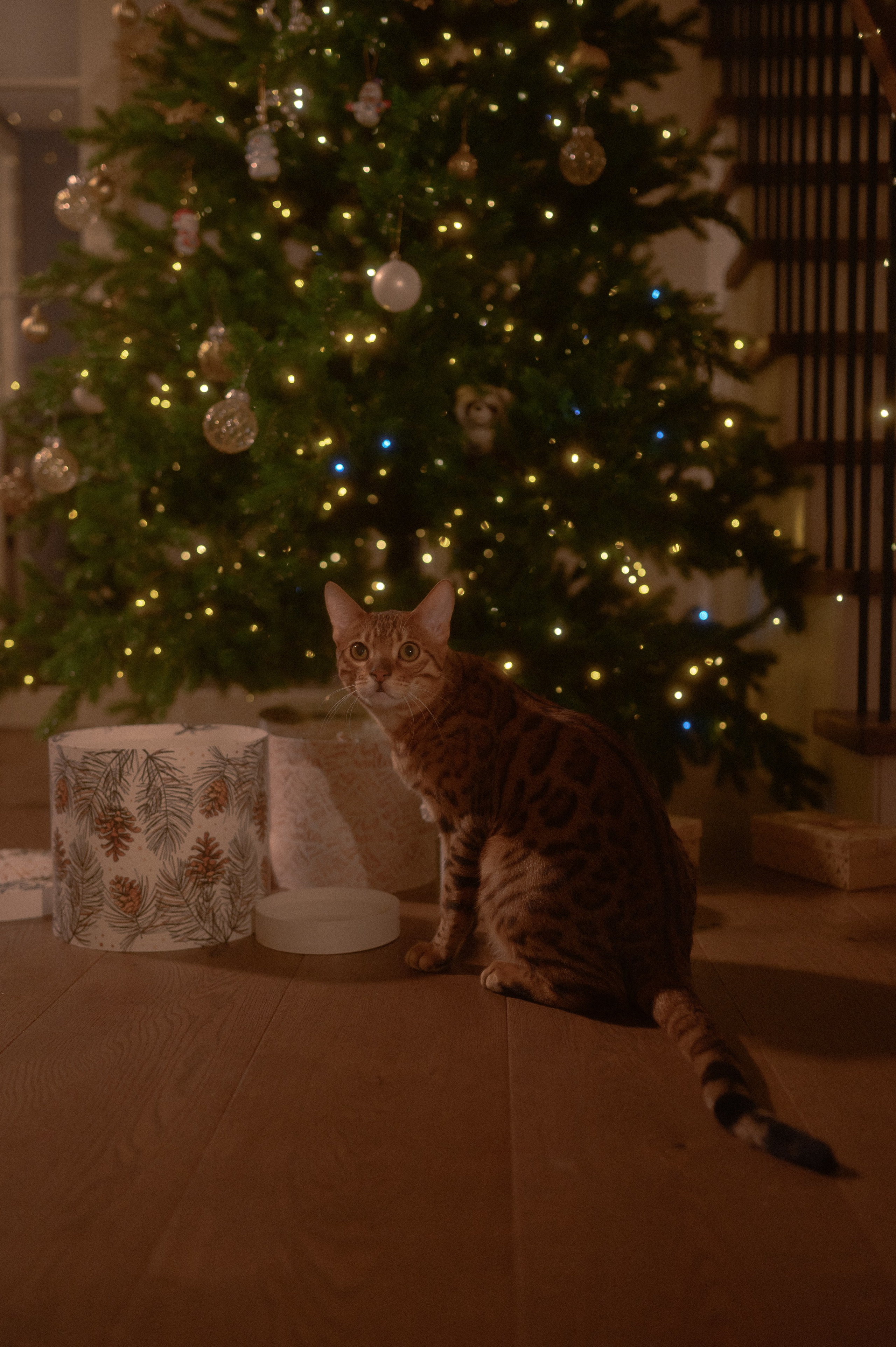В 20-х числах декабря. Семейный, свадебный и репортажный фотограф в Москве Анастасия Светлова