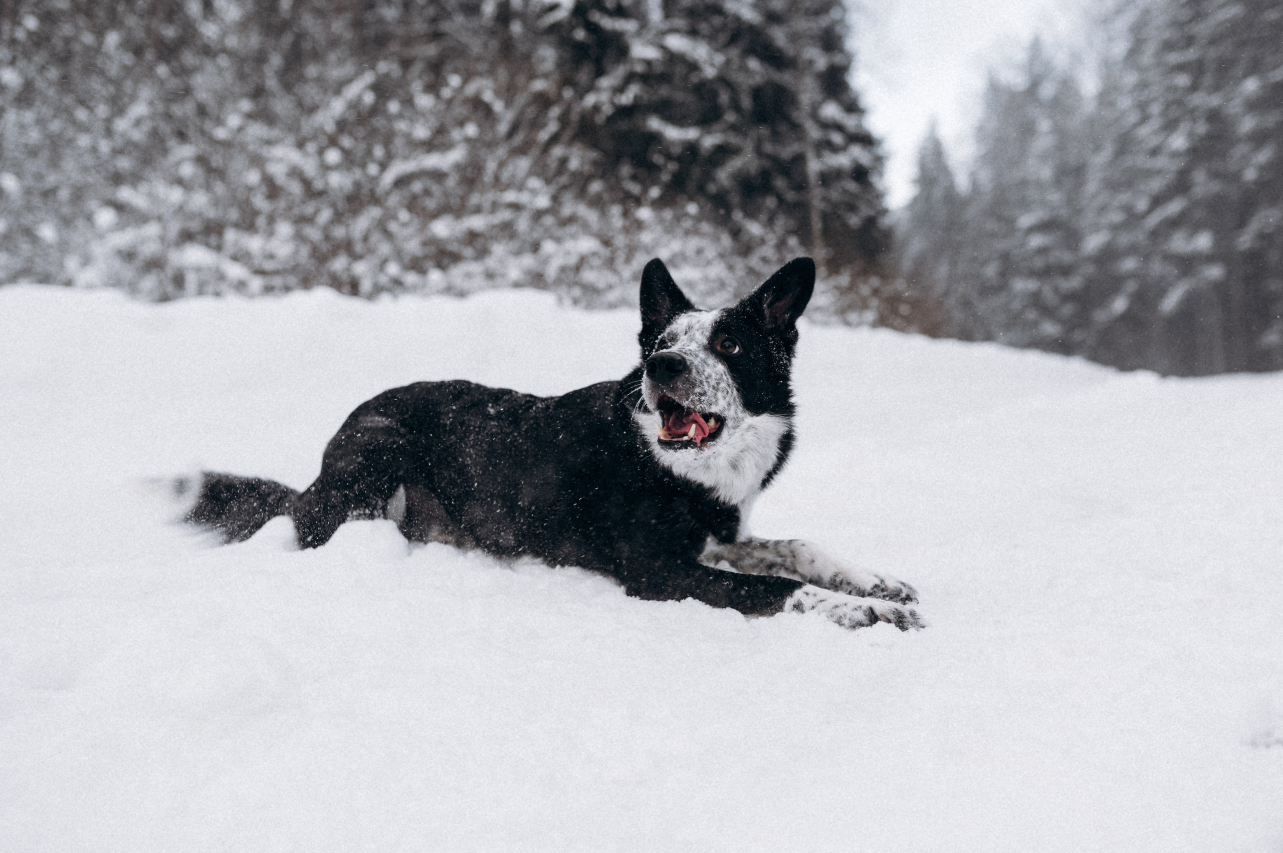 Аня и Милан. Фотограф анималист в Москве Ольга Агушева