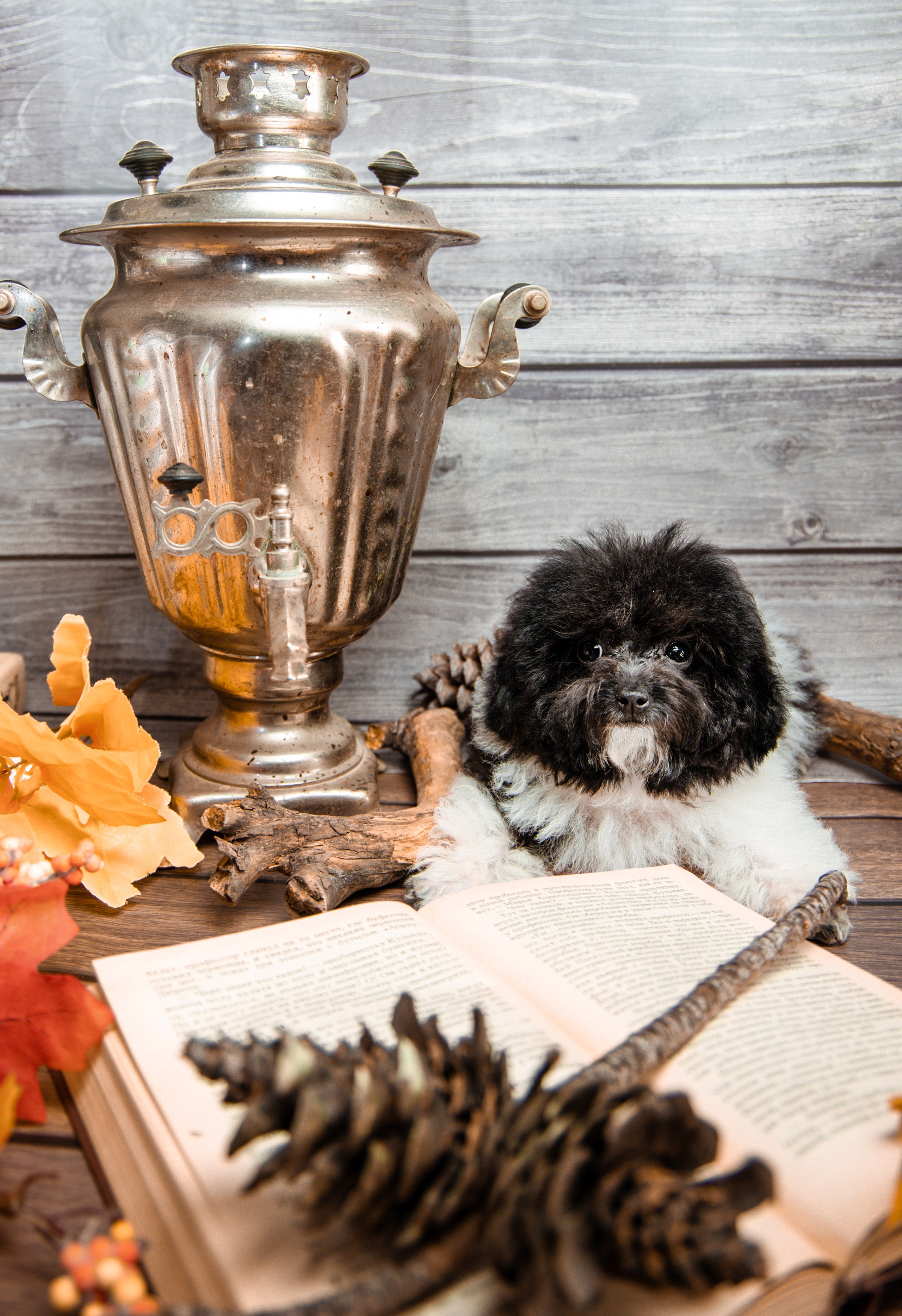 Фотограф Татьяна Марсуверских г. Жуковский, Москва и Мо. Репортажные съёмки, фотосессии,  фотограф анималист, фотосъёмка животных. Фотограф для маркетплейсов, фотоуслуги в Жуковском Татьяна Марсуверских