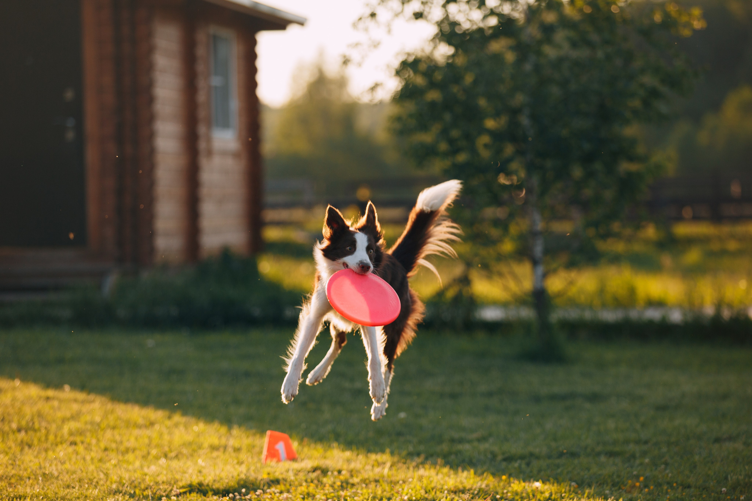 Кинологический лагерь в Горыныче. Фотограф анималист Кристина Карпова, Москва