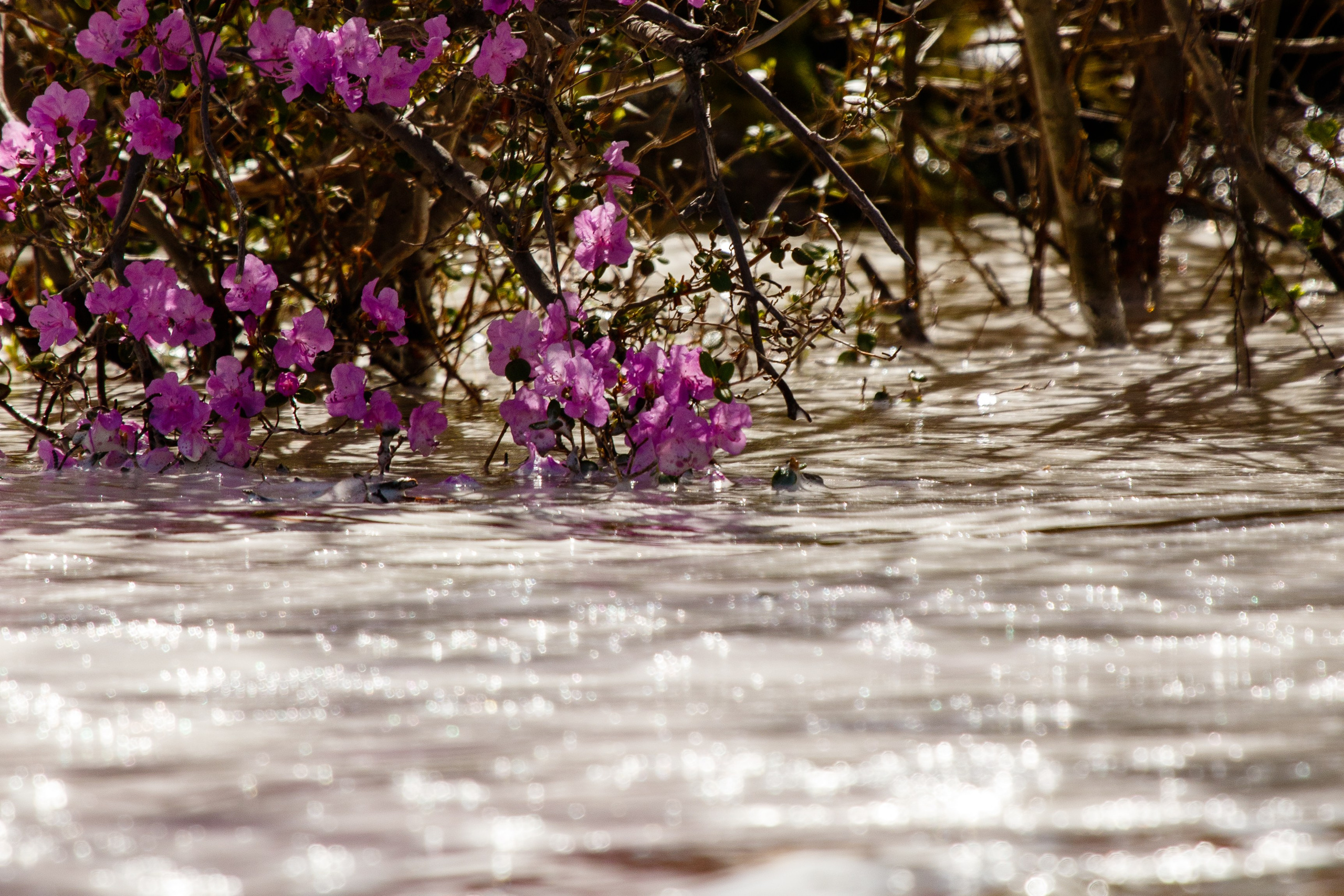 Мой Алтай. Фотограф Кирилл Мешков Кемерово