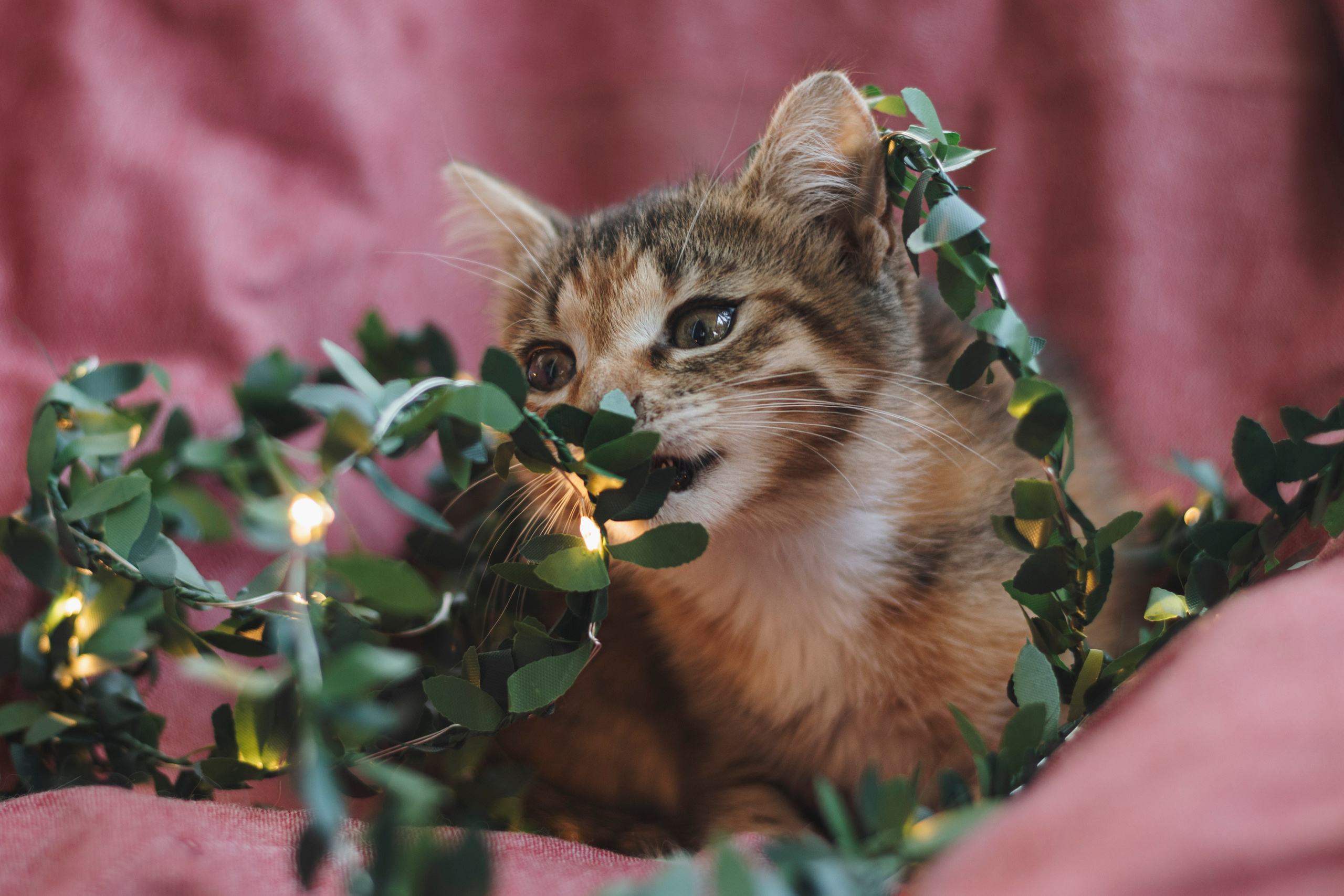 Котики. Фотограф в Москве (анималистика, коммерция, репортаж, спорт)