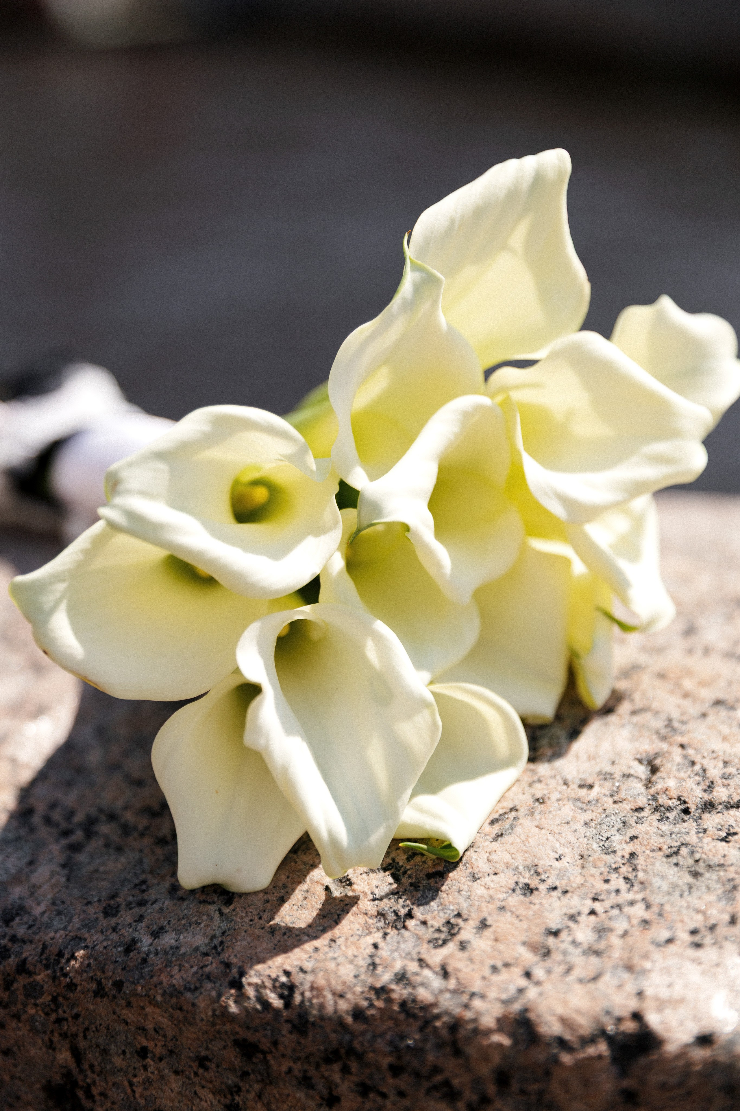 Ярослав и Евгения. Свадебный и репортажный фотограф в Санкт-Петербурге Николай Голованов