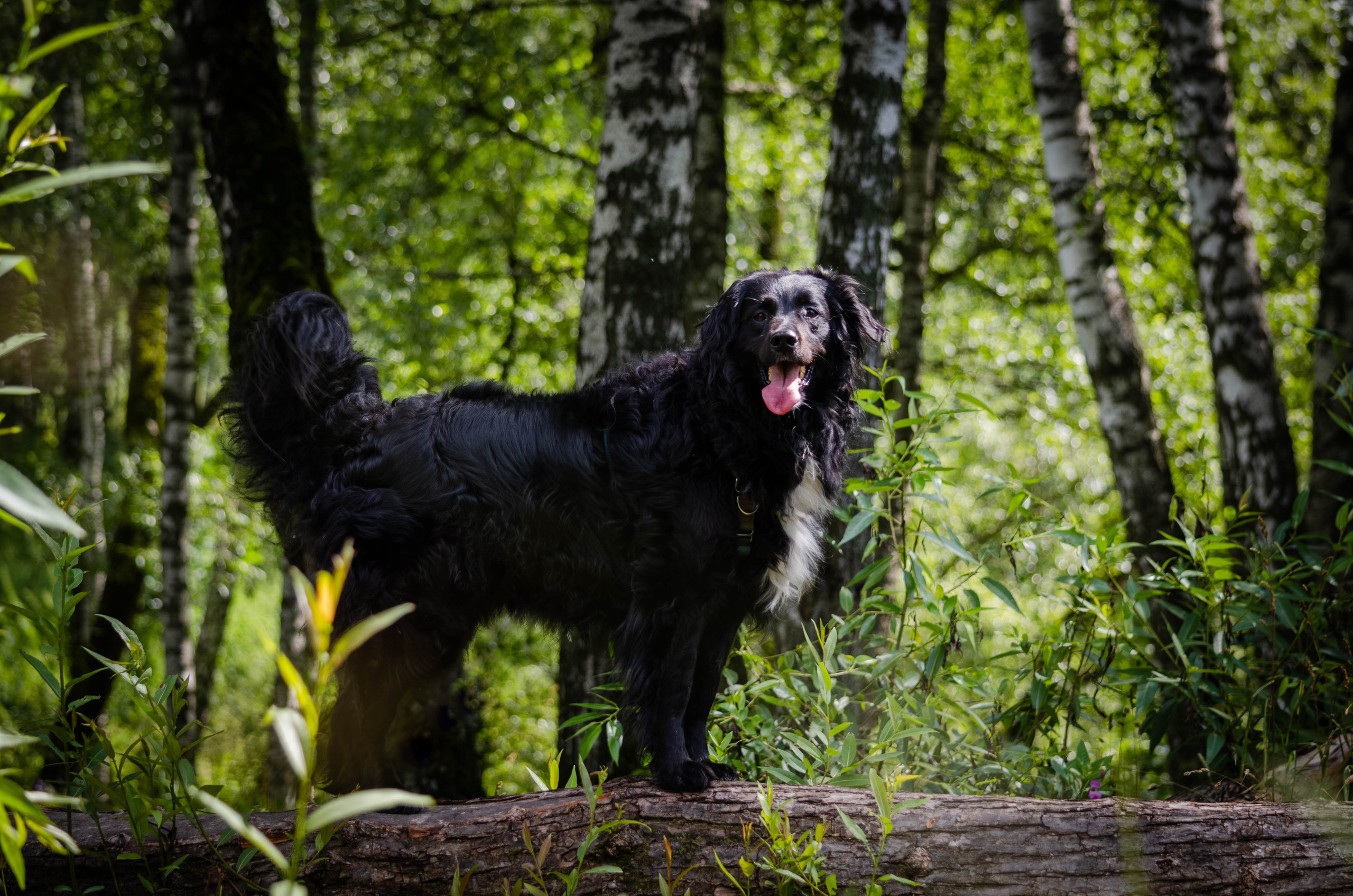 Том и Тося. Фотограф Светлана Блинова, Москва и Московская область