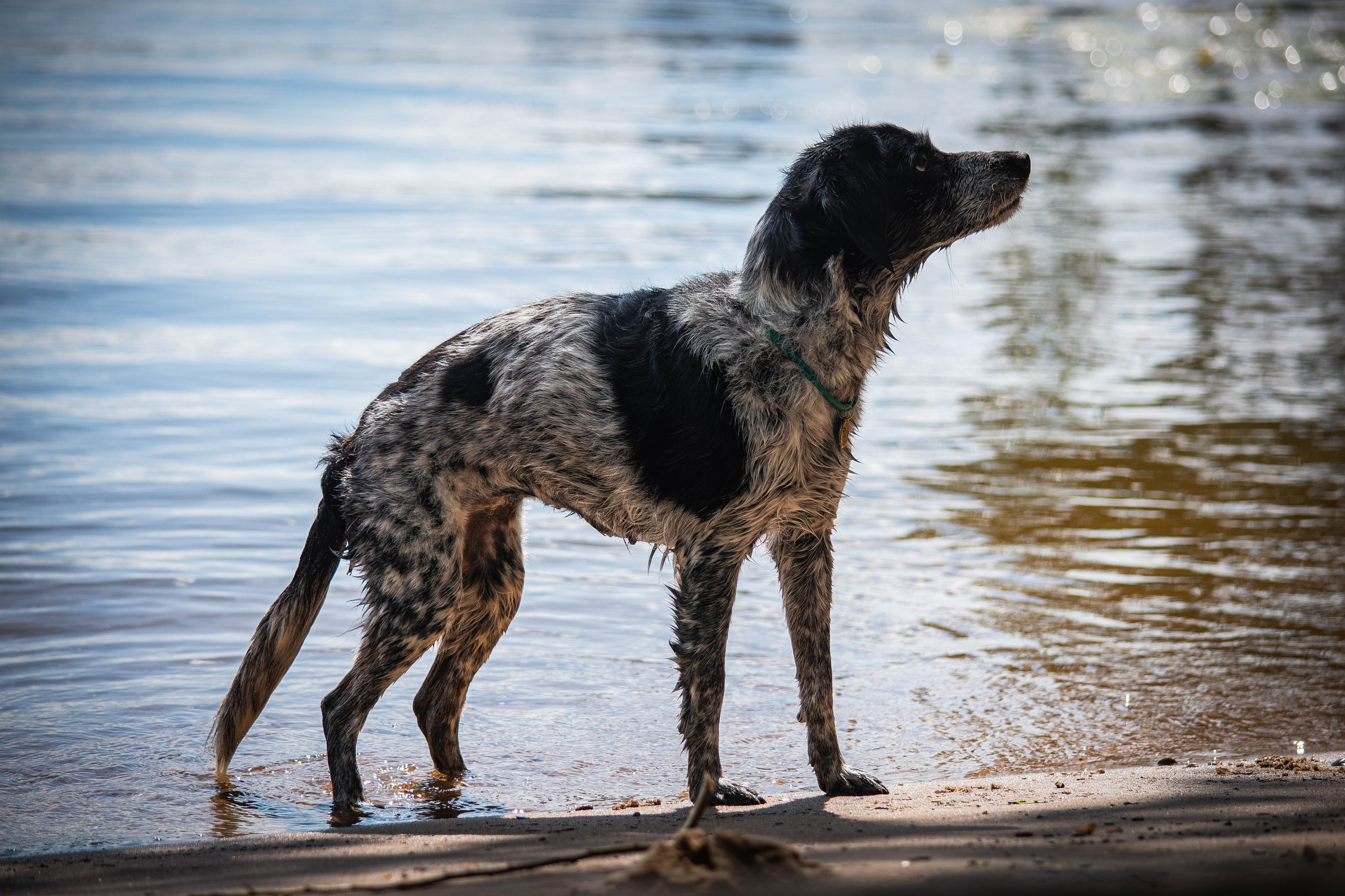 Берта, Ангелина и Витя. Фотограф Светлана Блинова, Москва и Московская область