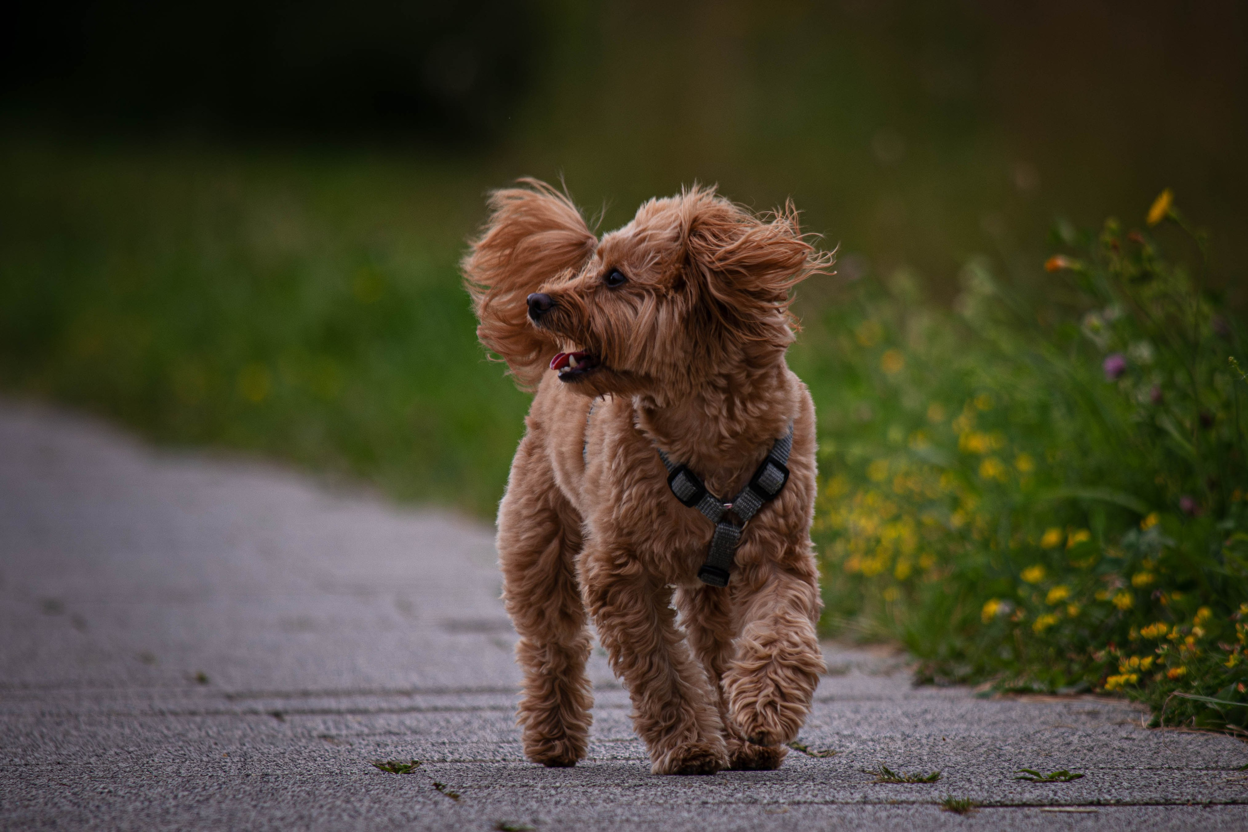 Прогулка в парке Митино. Фотограф Светлана Блинова, Москва и Московская область