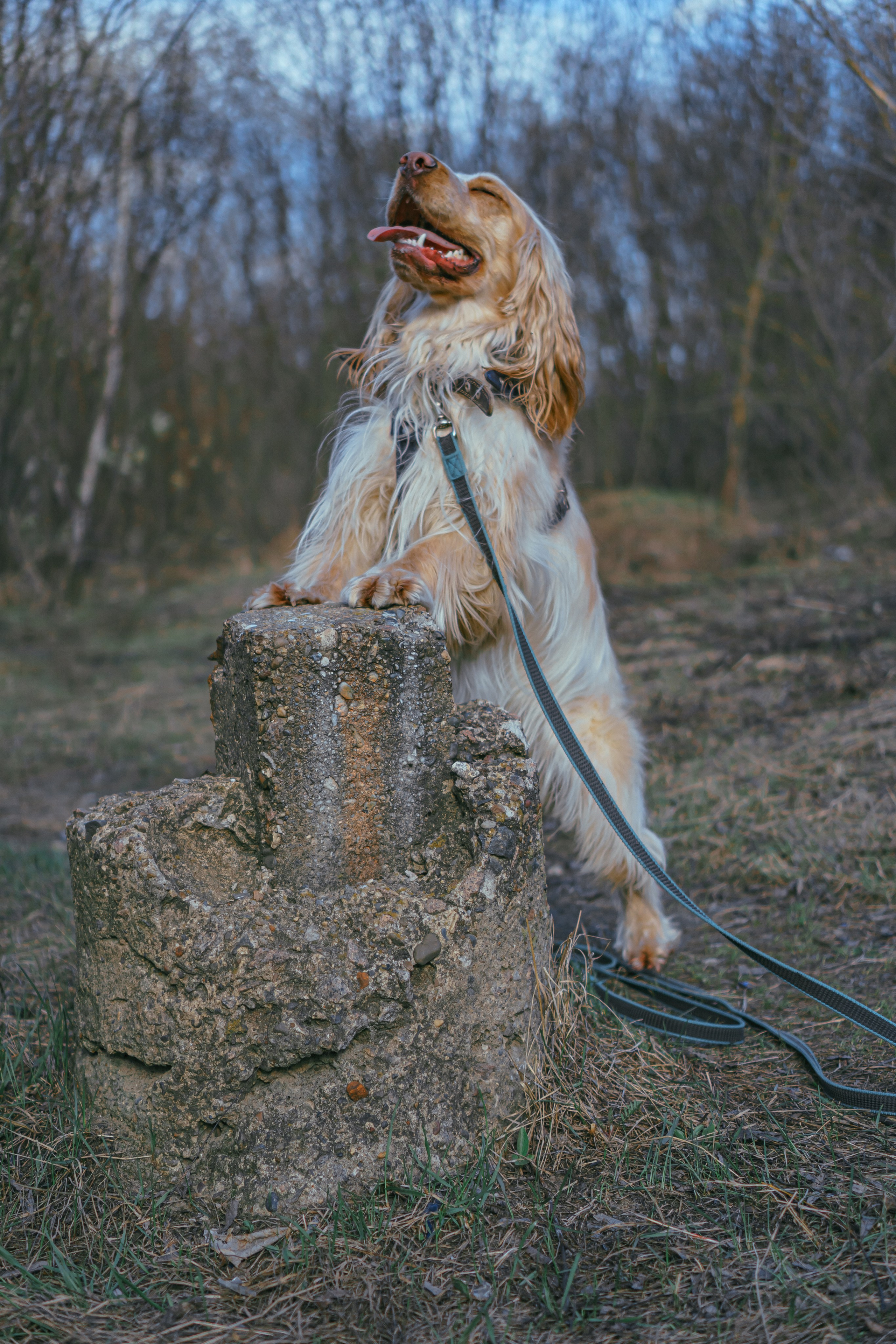 Лютик. Фотограф в Кстово и Нижнем Новгороде KOLOSOK