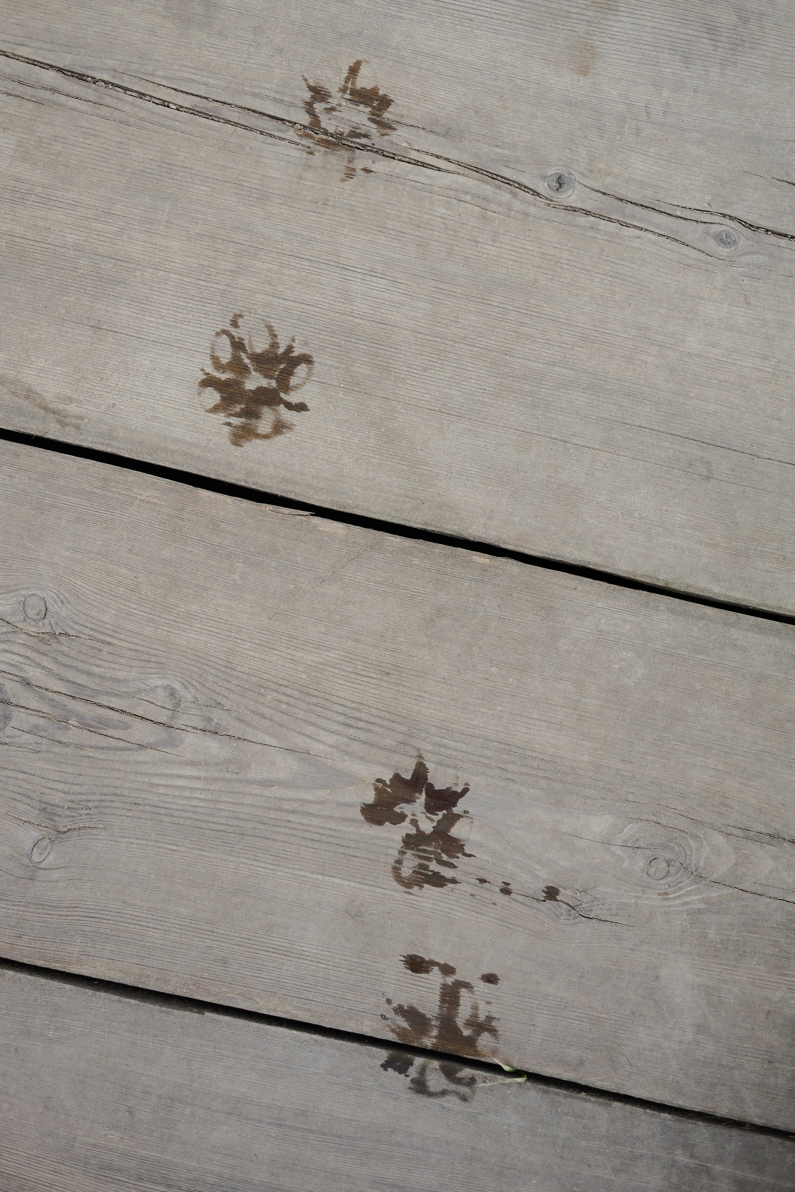 Найт и Соня. Фотограф-анималист Ксения Шевцова|Москва