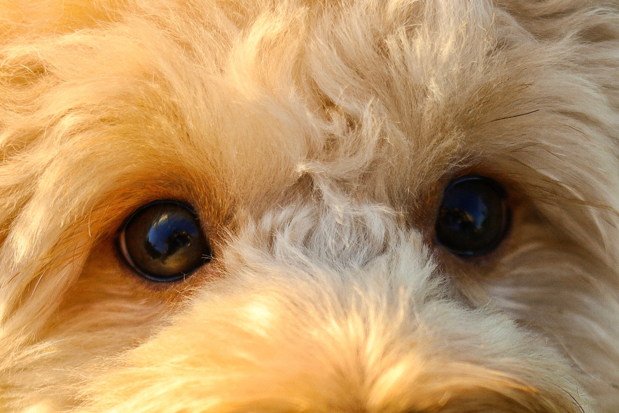 Поршик и Ксения. Фотограф-анималист Ксения Шевцова|Москва