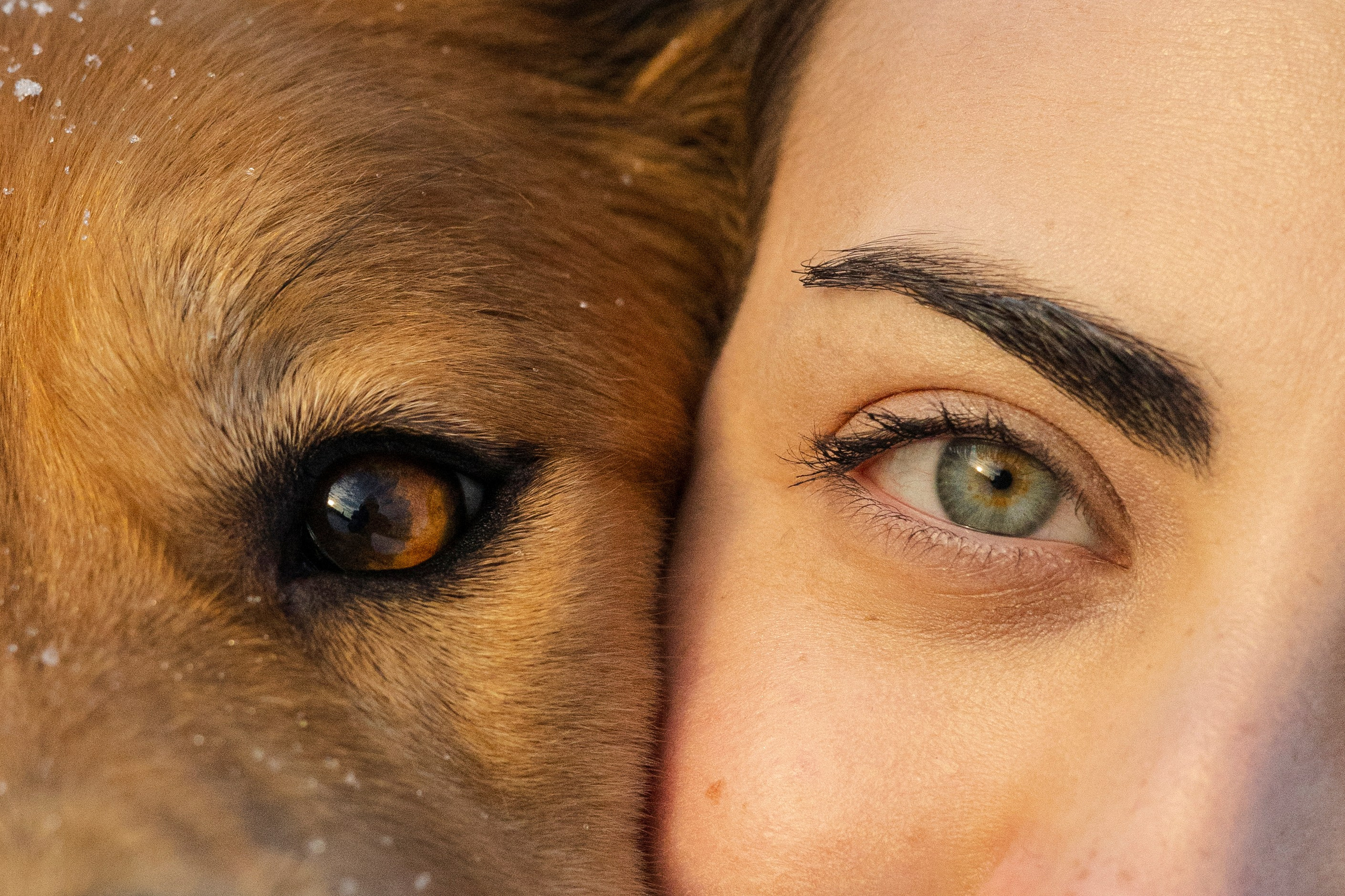 Рыж и Яна. Фотограф-анималист Ксения Шевцова|Москва