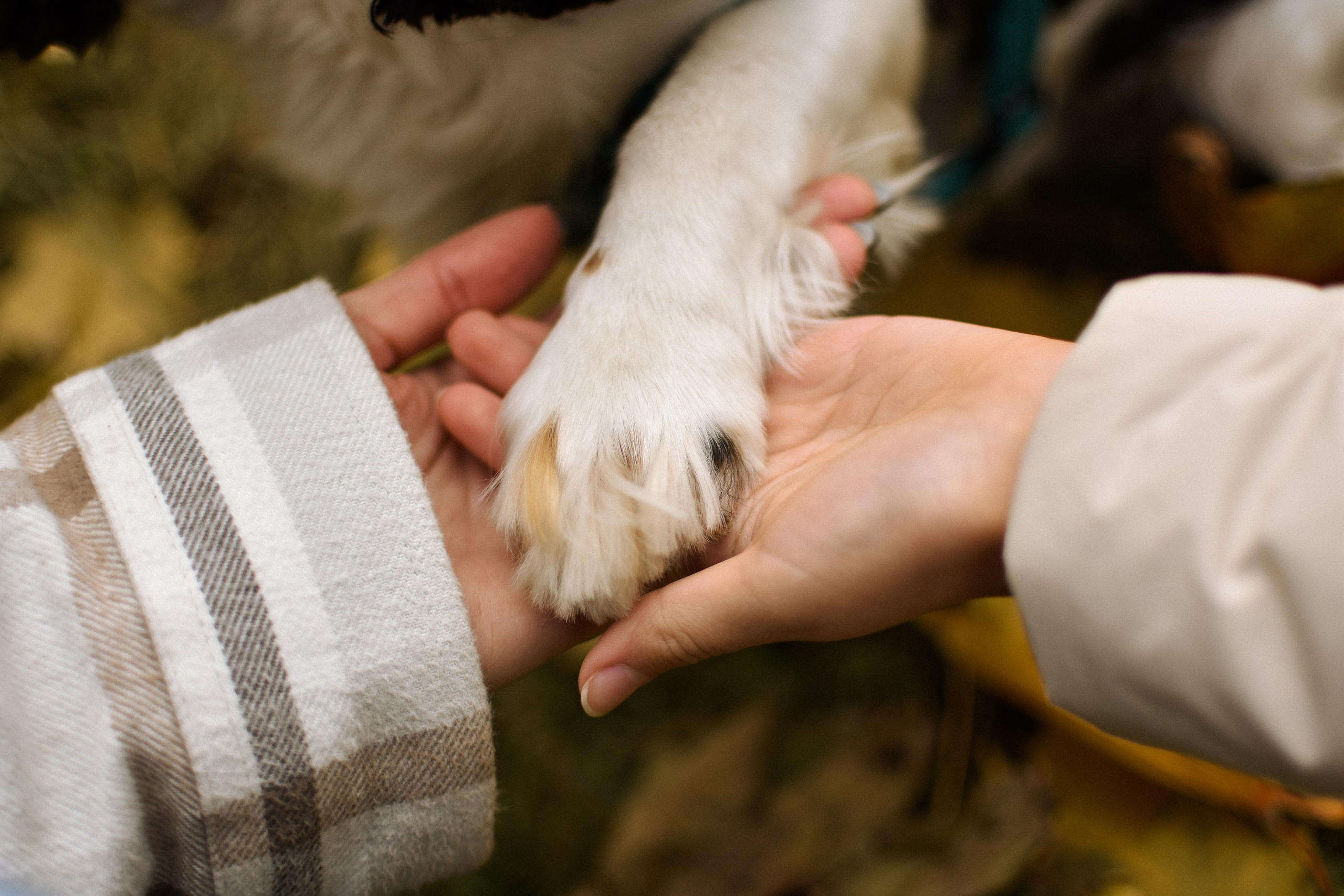 Молли, Кристина и Полина. Фотограф-анималист Ксения Шевцова|Москва
