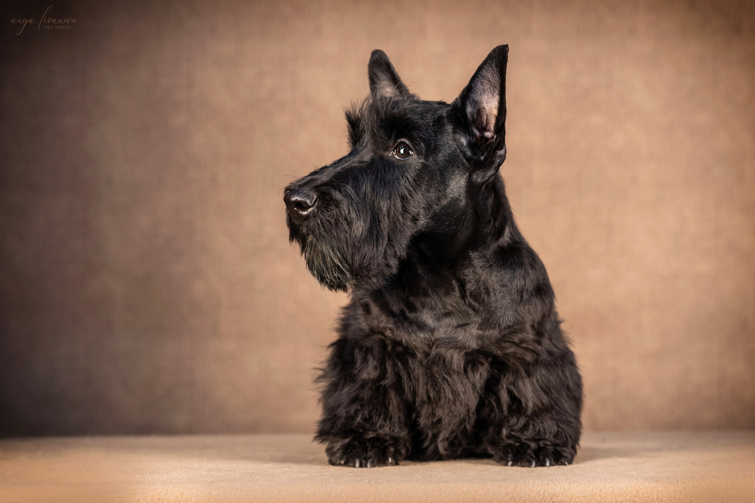 Скотчики. Фотограф анималист Аня Ливанова | Рыбинск