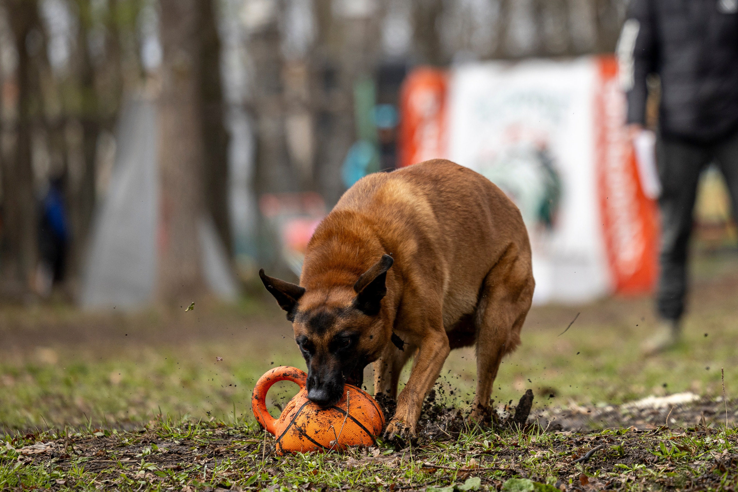Квалификационные состязания по мондьорингу г. Вологда 11.05.24. Фотограф-анималист Анна Маринич