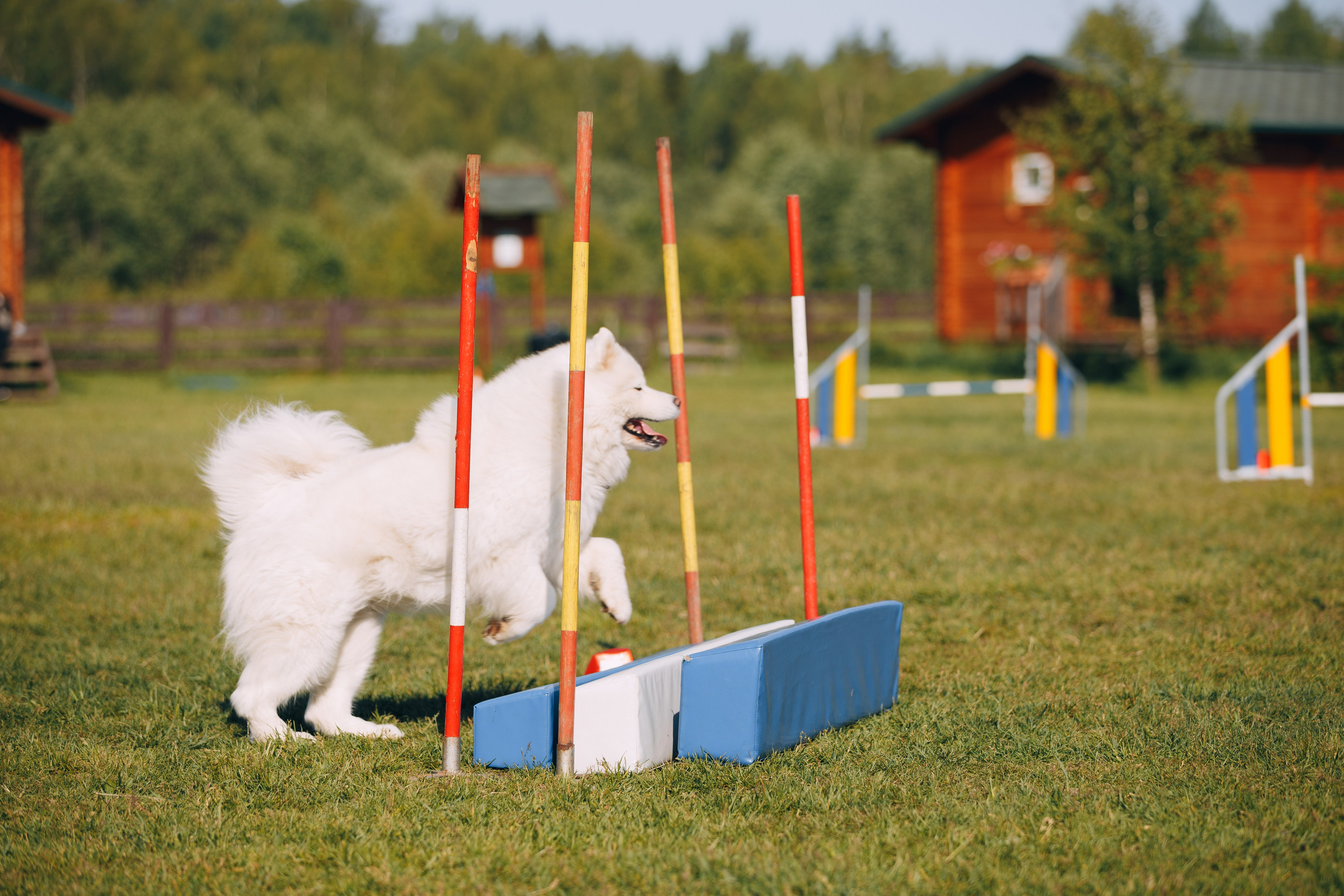 Кинологический лагерь в Горыныче. Фотограф анималист Кристина Карпова, Москва
