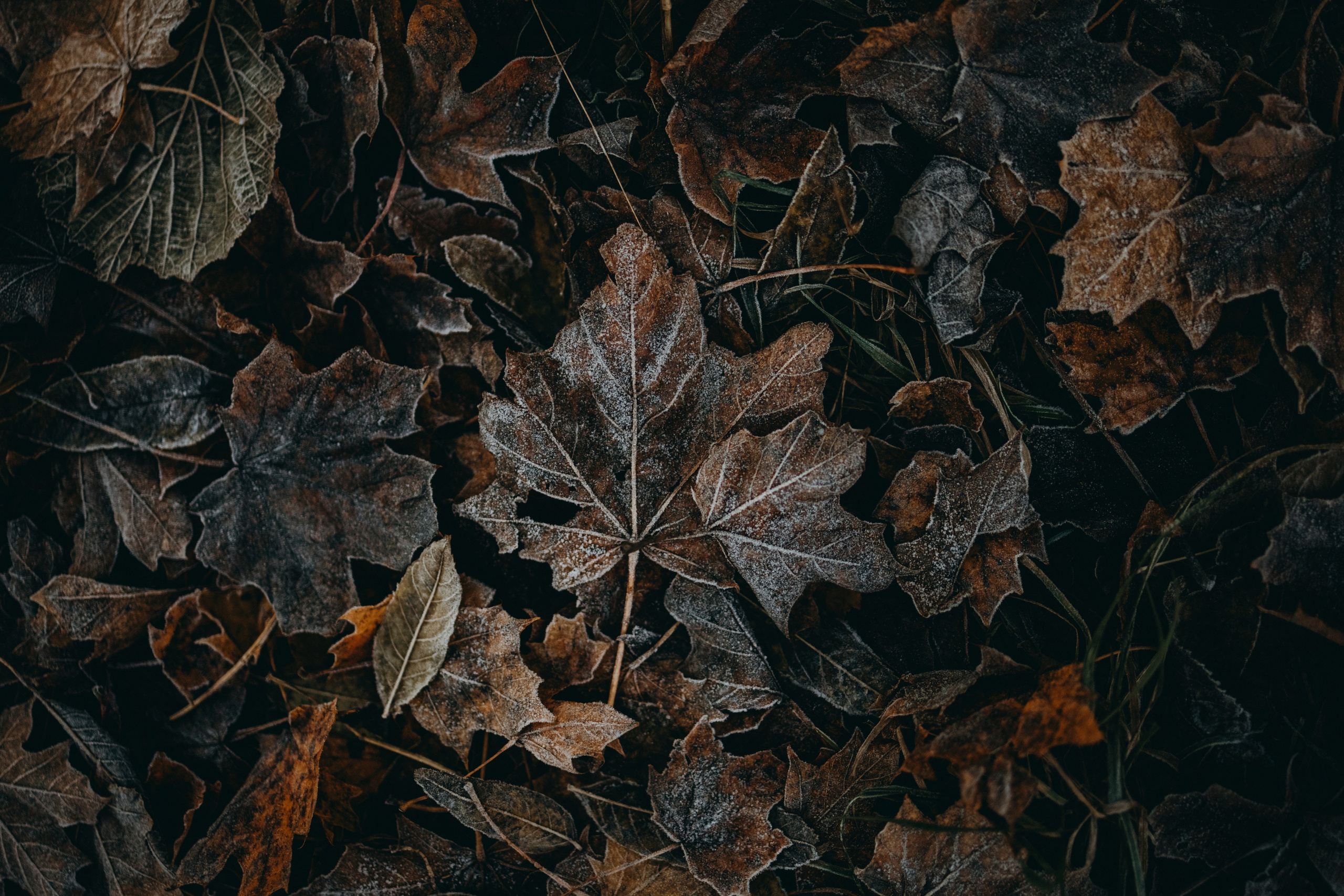 Ия и Барт. Фотограф — Анималист | Санкт-Петербург