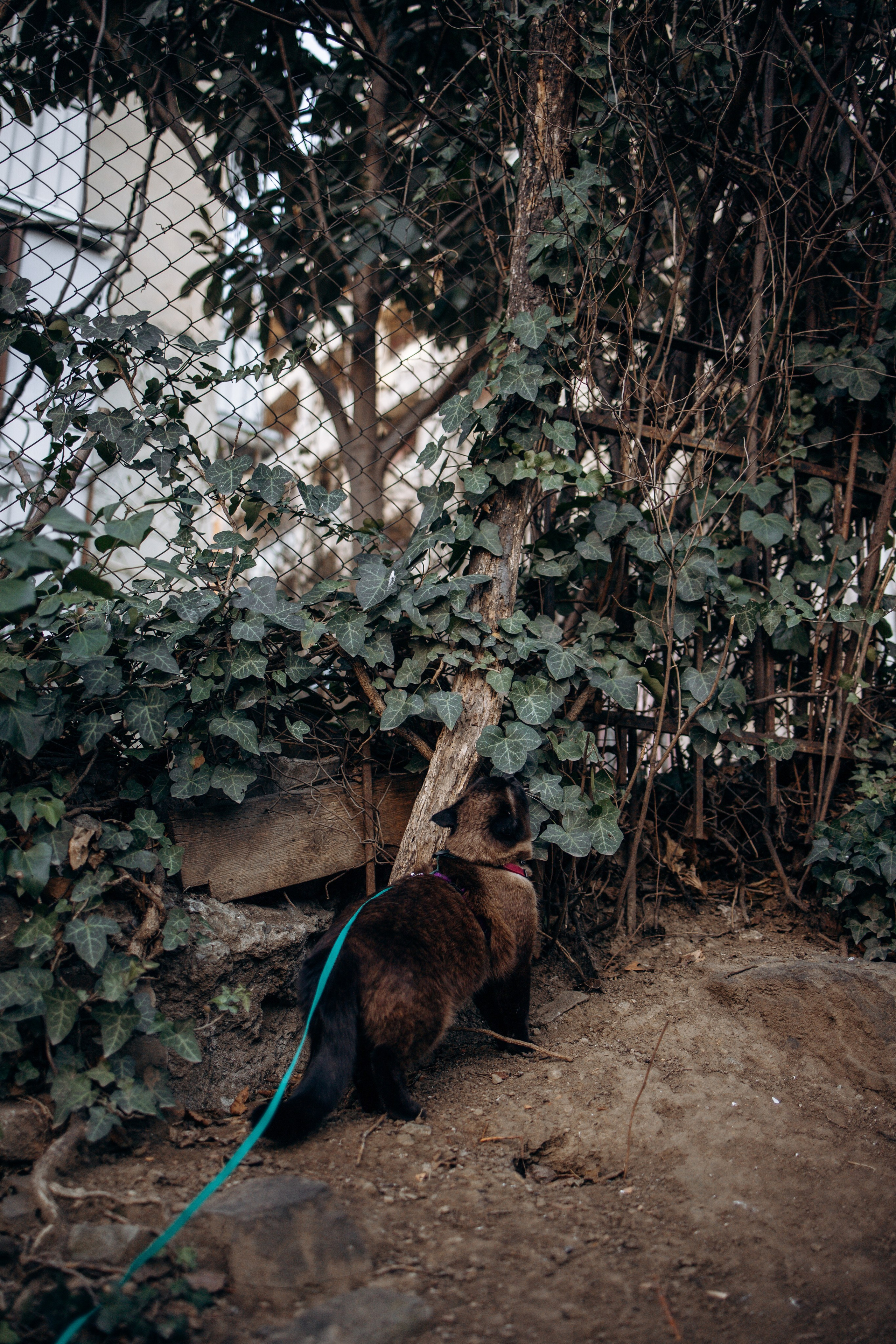 Саша и ее хвосты. Фотограф — Анималист | Санкт-Петербург