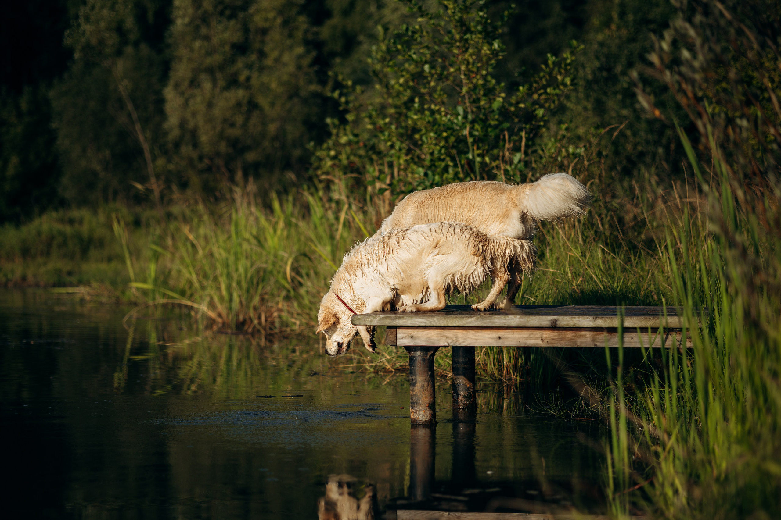 Ирина и ее золотинки. Фотограф — Анималист | Санкт-Петербург