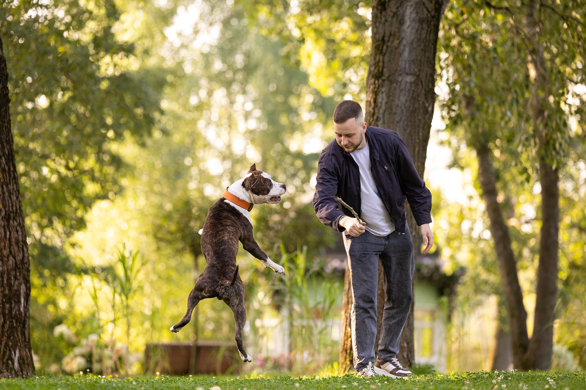 Амстафф Честер и его семья. Фотограф-анималист Natalia Deingel | Фотосъемка собак в Москве