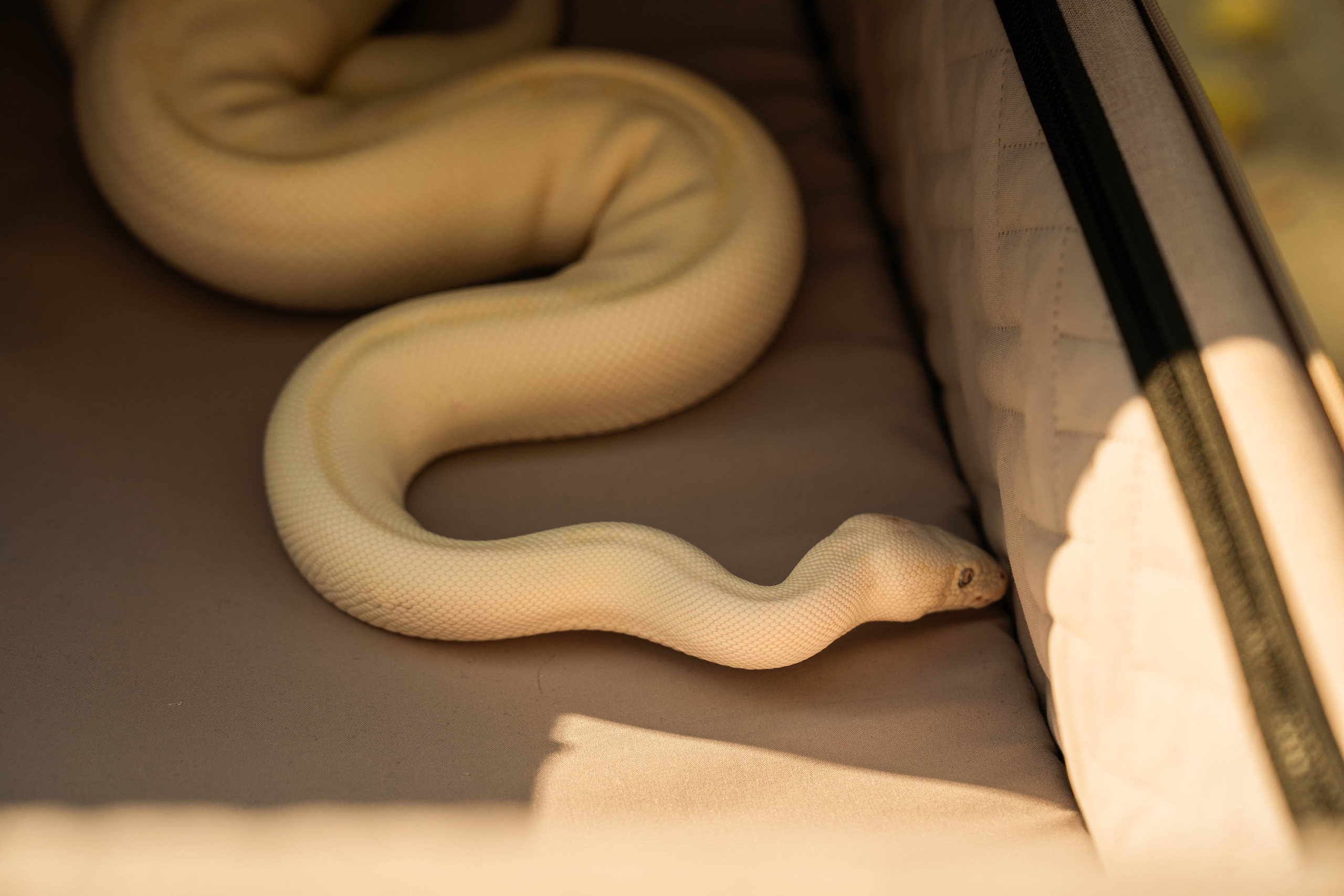 За кадром Medium Quality — шоу «Boost Up». Beardy Pix