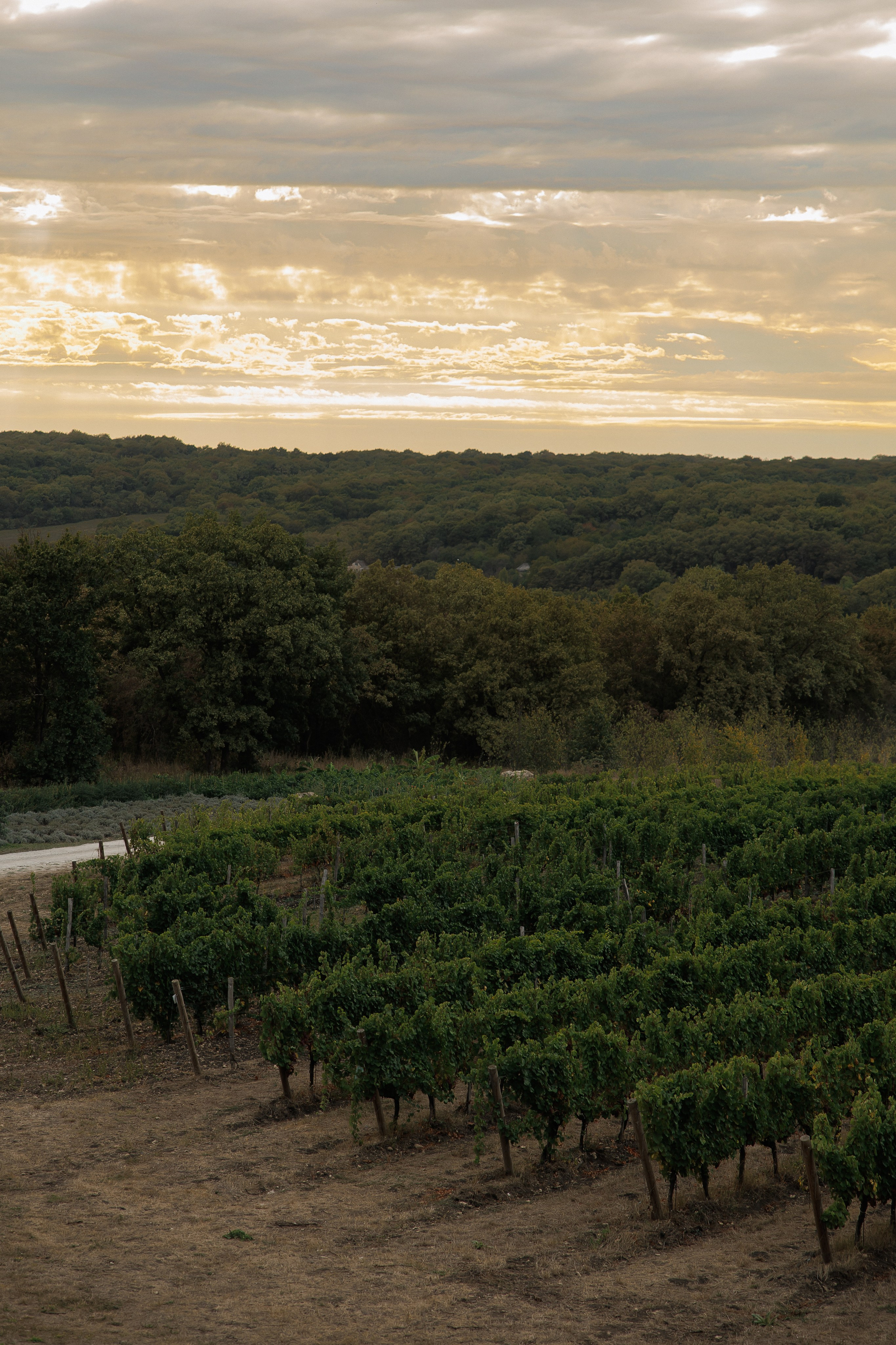 Wedding N&V. Свадебный фотограф Краснодар Юлия Ткаченко