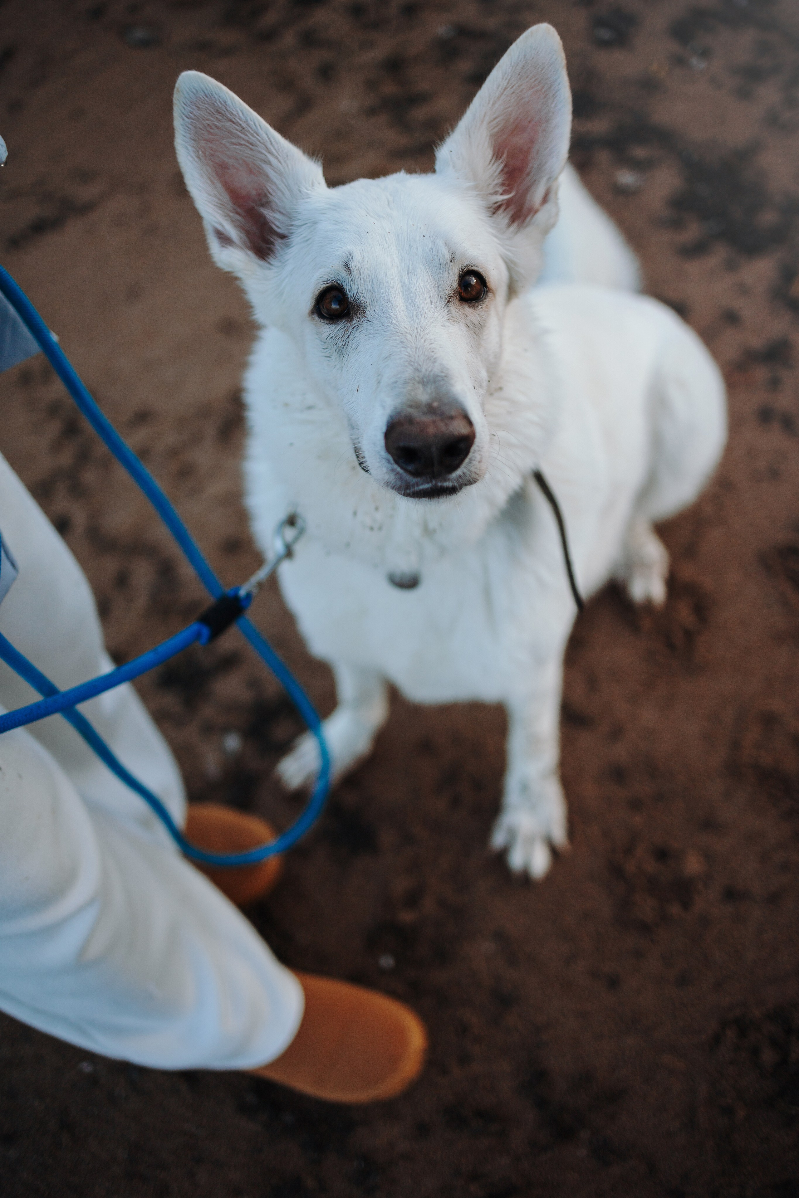 Настя и Эва. Фотограф — Анималист | Санкт-Петербург