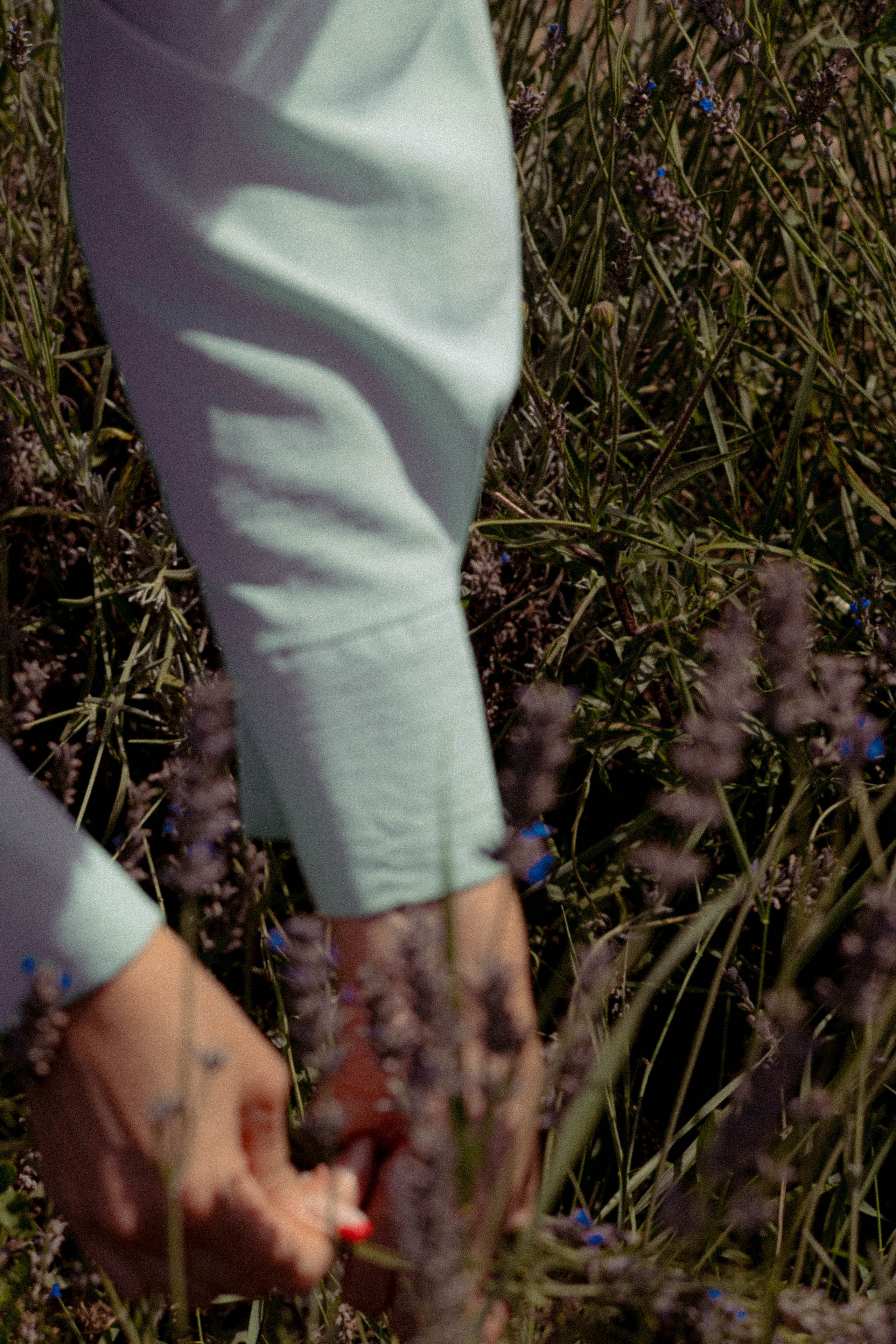 ЛАВАНВОДОВОЕ ПОЛЕ. Профессиональный фотограф, Санкт-Петербург — Виктория Богомолова