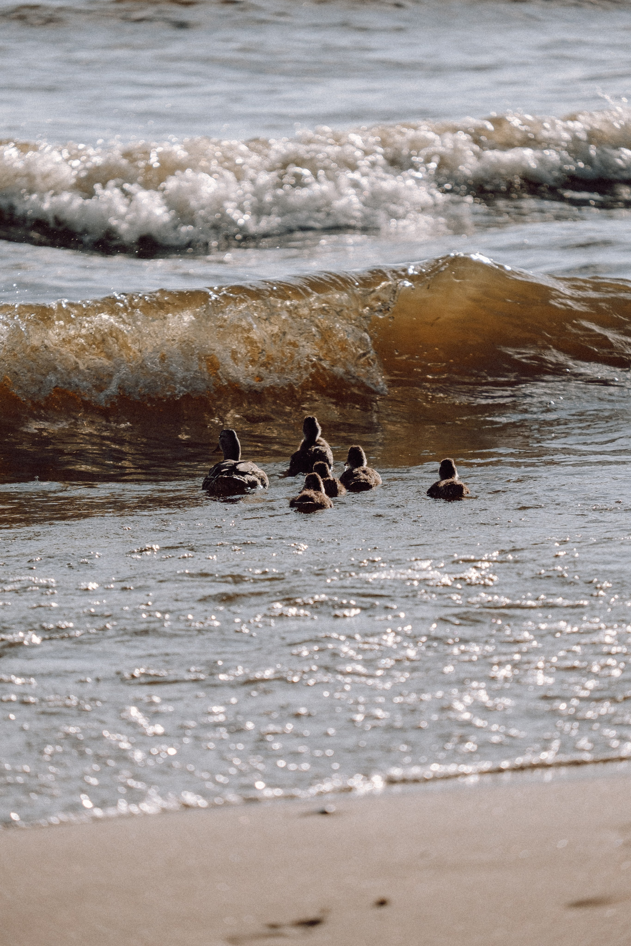 ПРОГУЛКА НА БЕРЕГУ ФИНСКОГО ЗАЛИВА. Профессиональный фотограф, Санкт-Петербург — Виктория Богомолова
