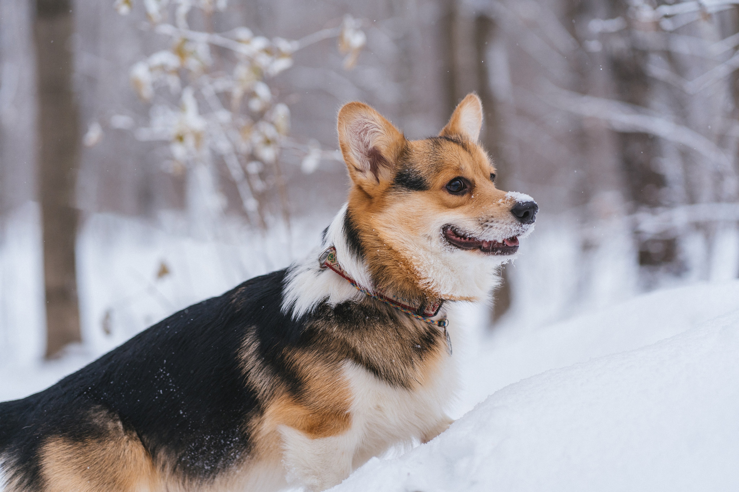 Каспер и Полина. Свадебный фотограф в Москве Анна Полушина