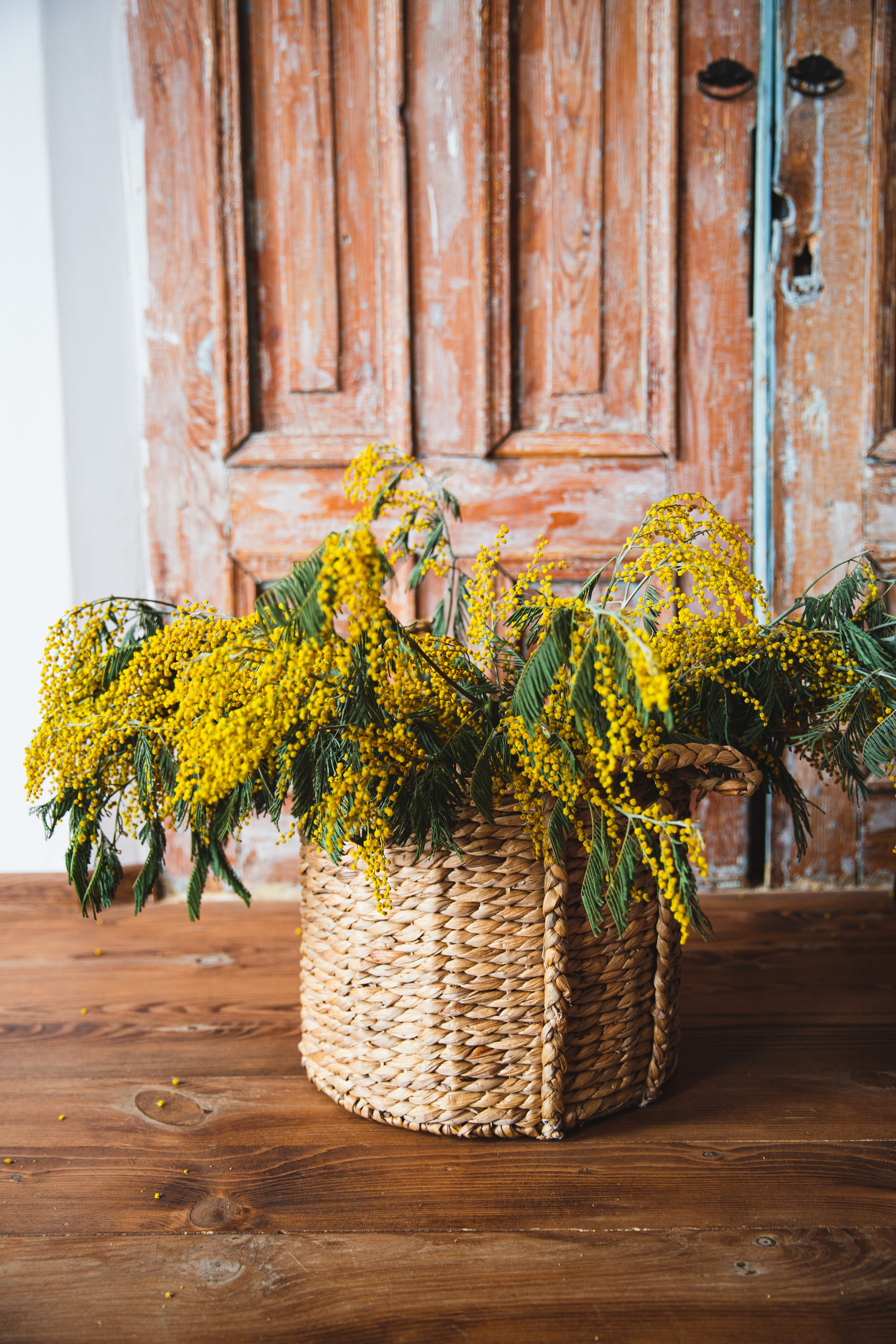 МИМОЗА. Портретный фотограф в Краснодаре Надежда Елынко