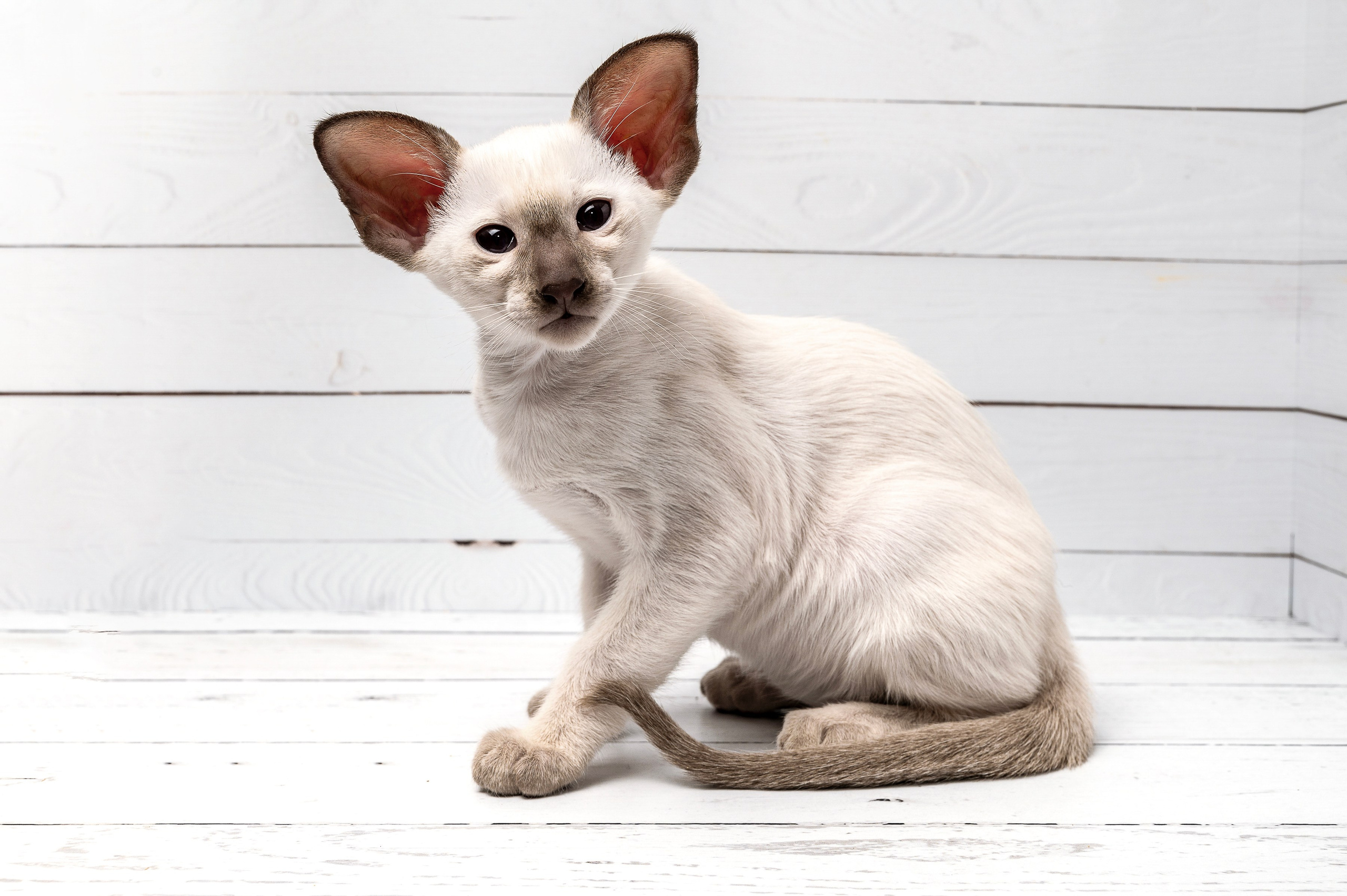 Питомцы. Экспресс-портрет, фото для сайтов и соцсетей