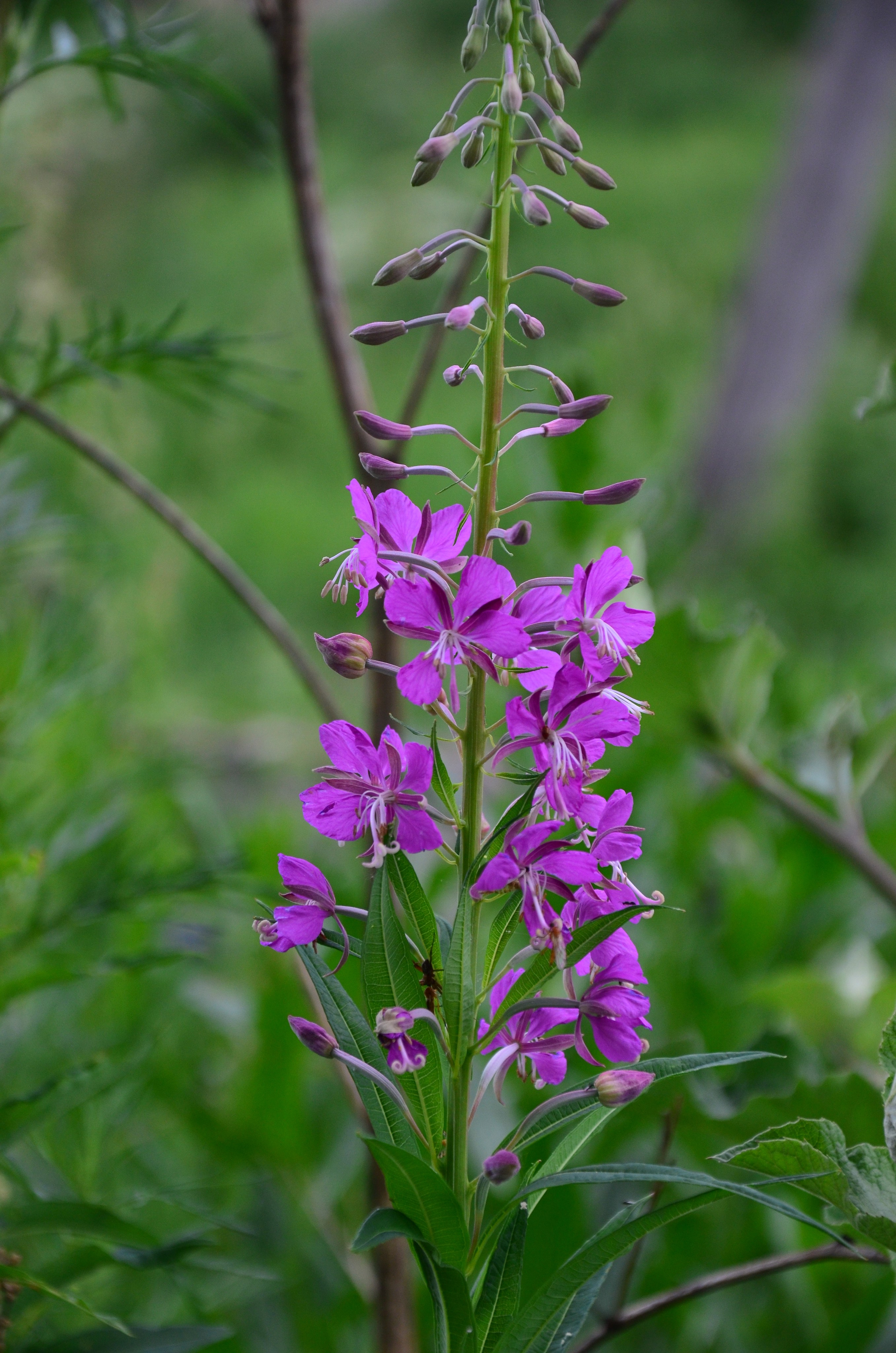 Дары природы. Фотограф viktor viktor