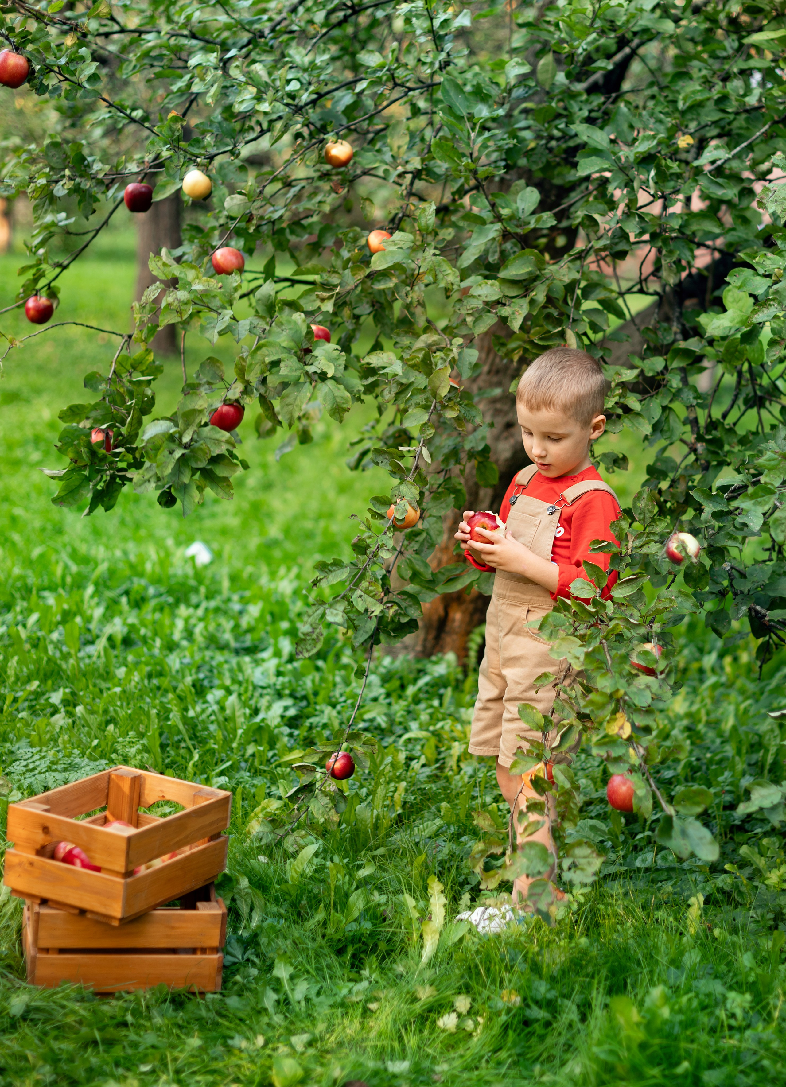 Яблоки. Детский и семейный фотограф г. Москва Оксана Катаджи