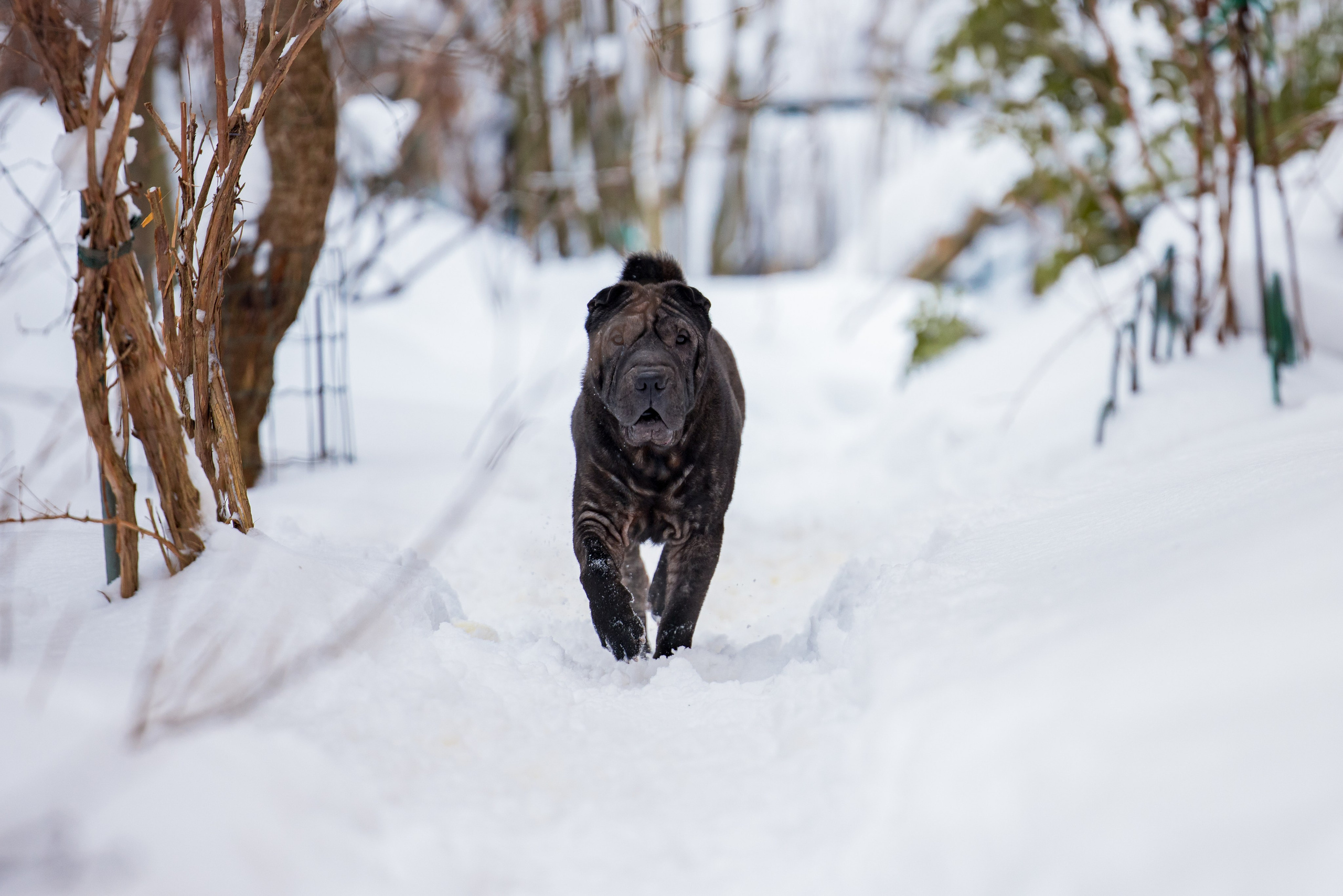 В гостях у шарпеев 16.01.2024. Фотограф-анималист Юлия Германика