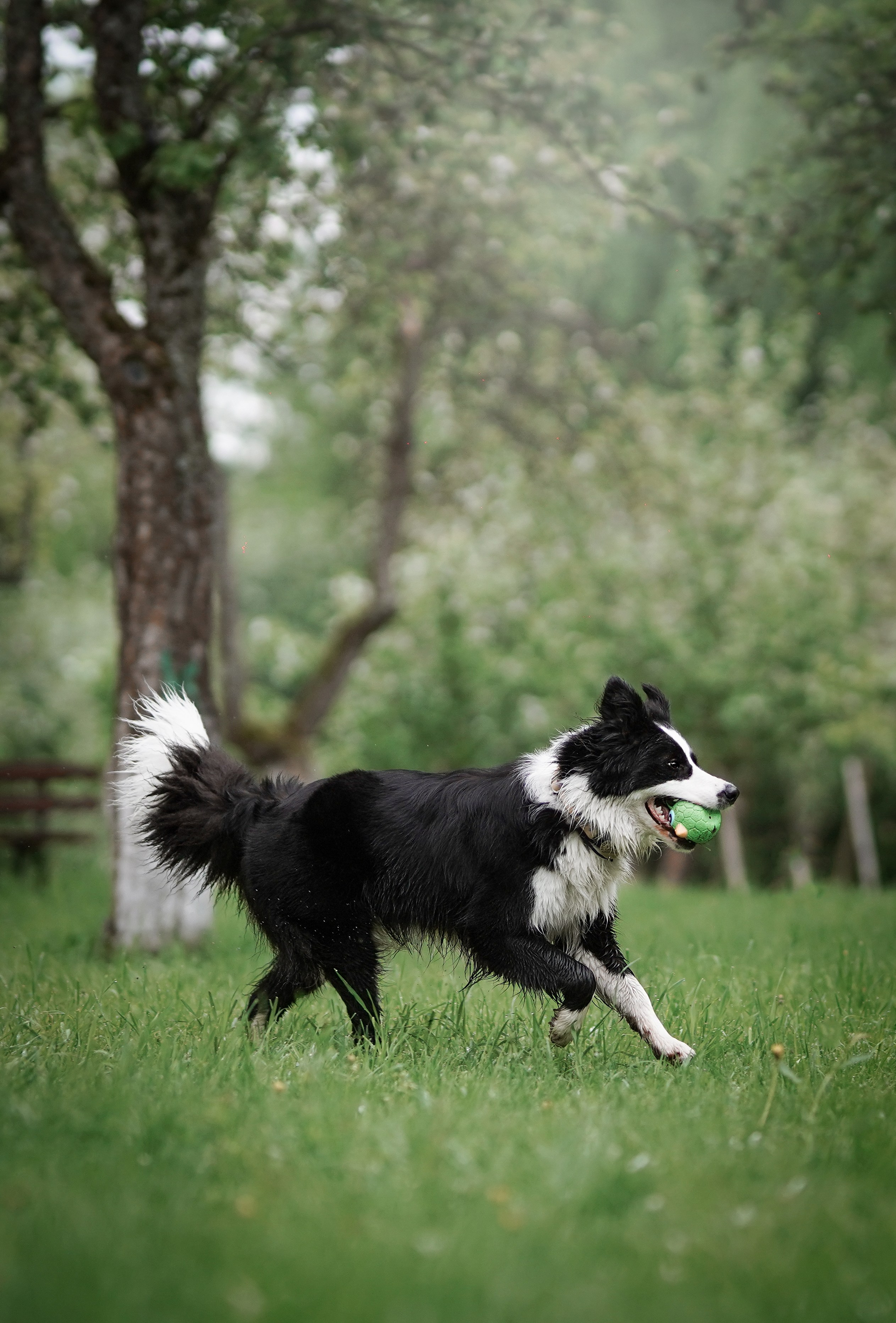 Юля, ее мама и Груша. Фотограф-анималист в Санкт-Петербурге Яна Мартынова