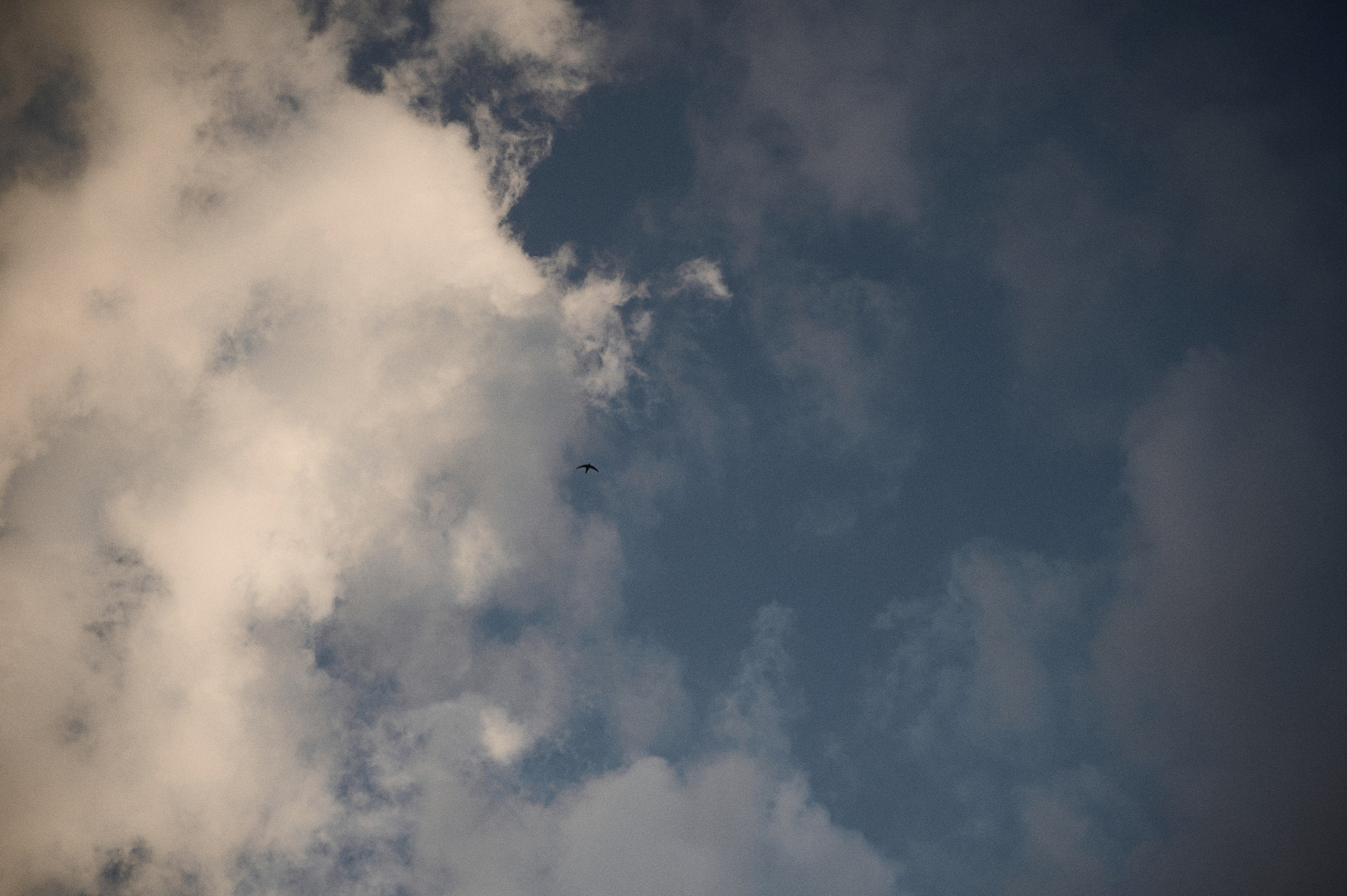 Алина и Иван. Свадебный и портретный фотограф в Брянске Скепская Лилия