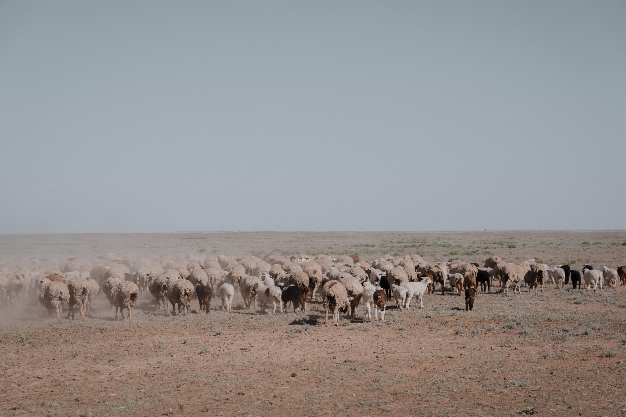 Калмыкия I Май 2024. Commercial photographer Natalia Bychkova