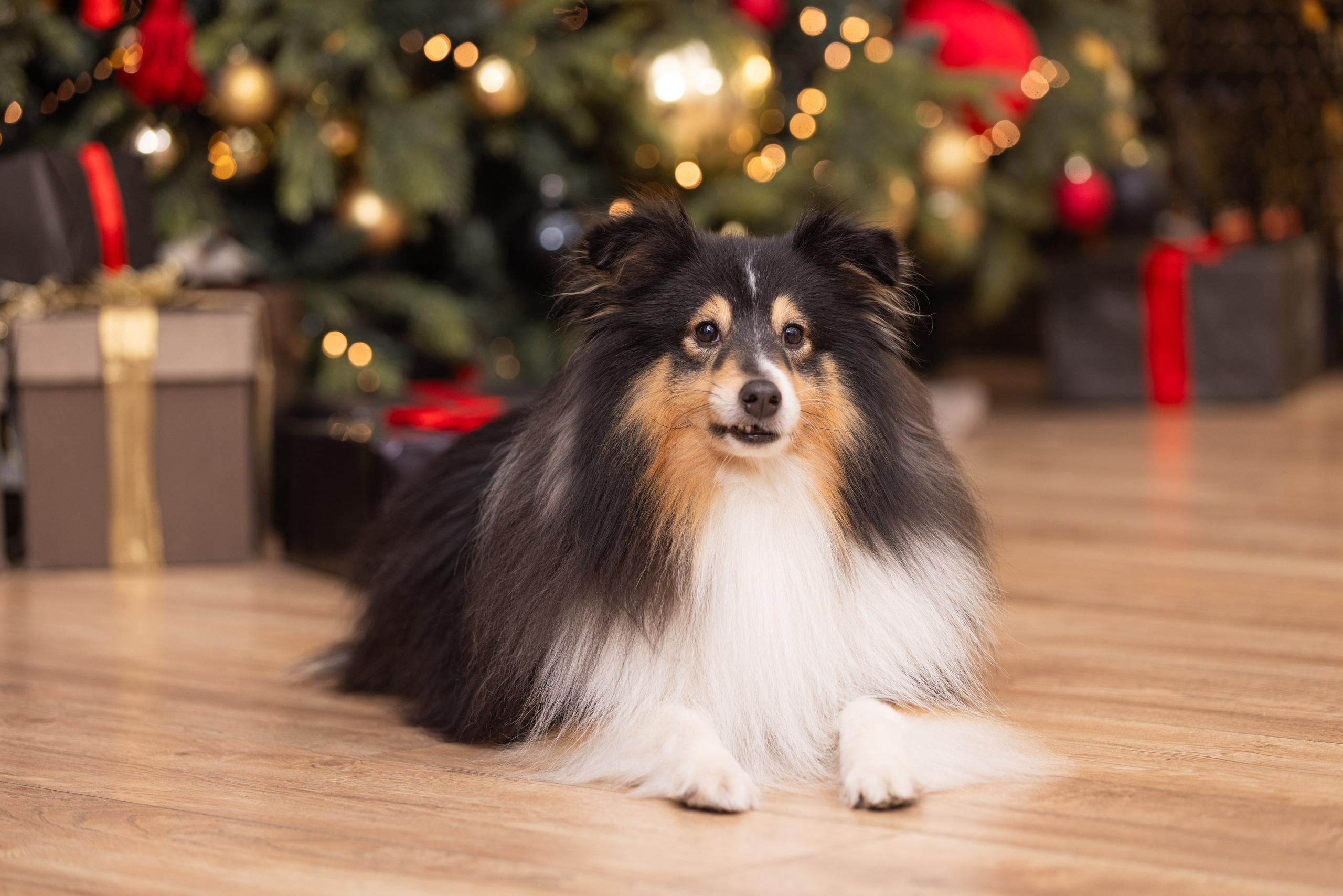 Собаки и не только. Фотограф Алена Звездина