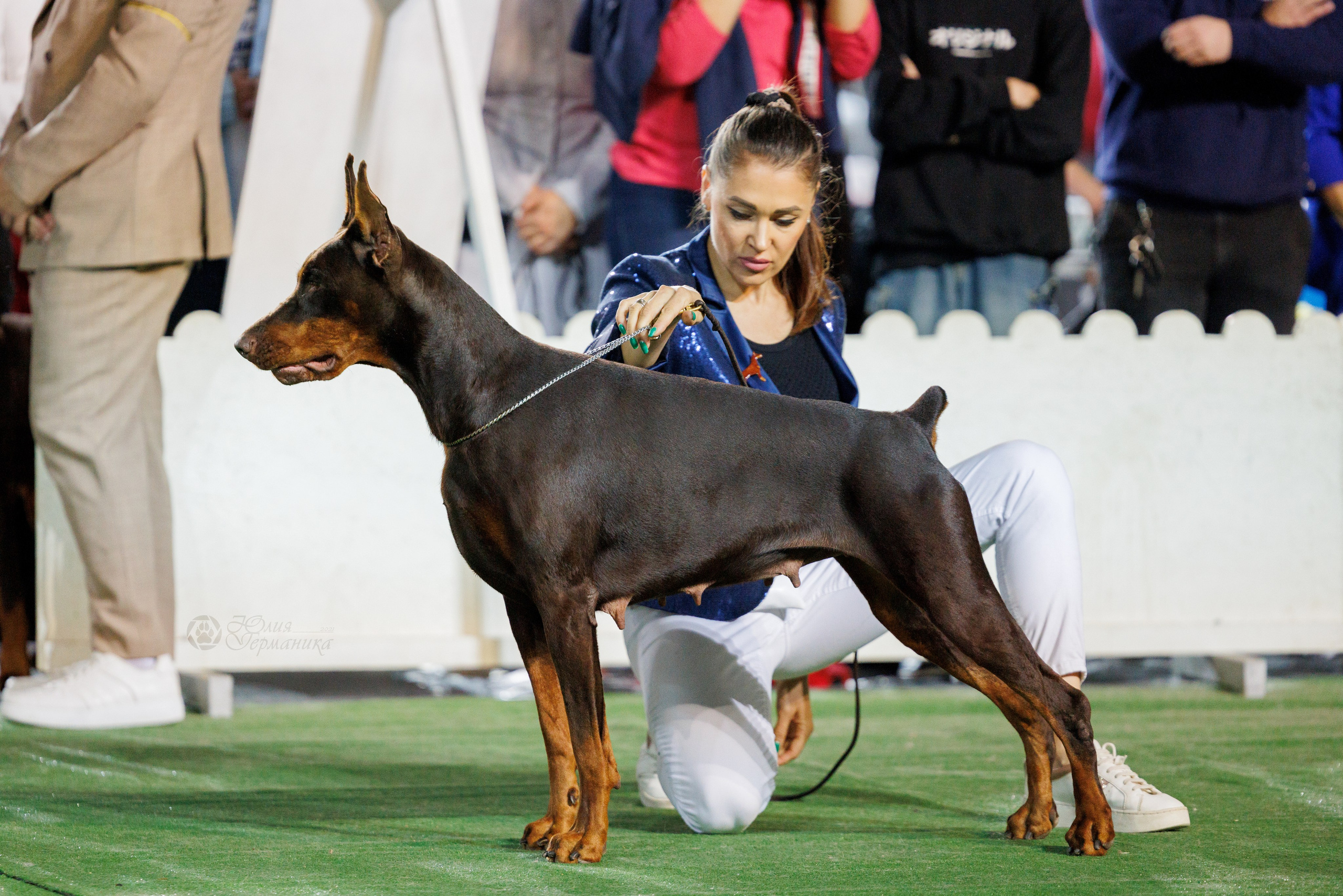 Грузия,Телави 2хCACIB 19-20.10.2024. Фотограф-анималист Юлия Германика