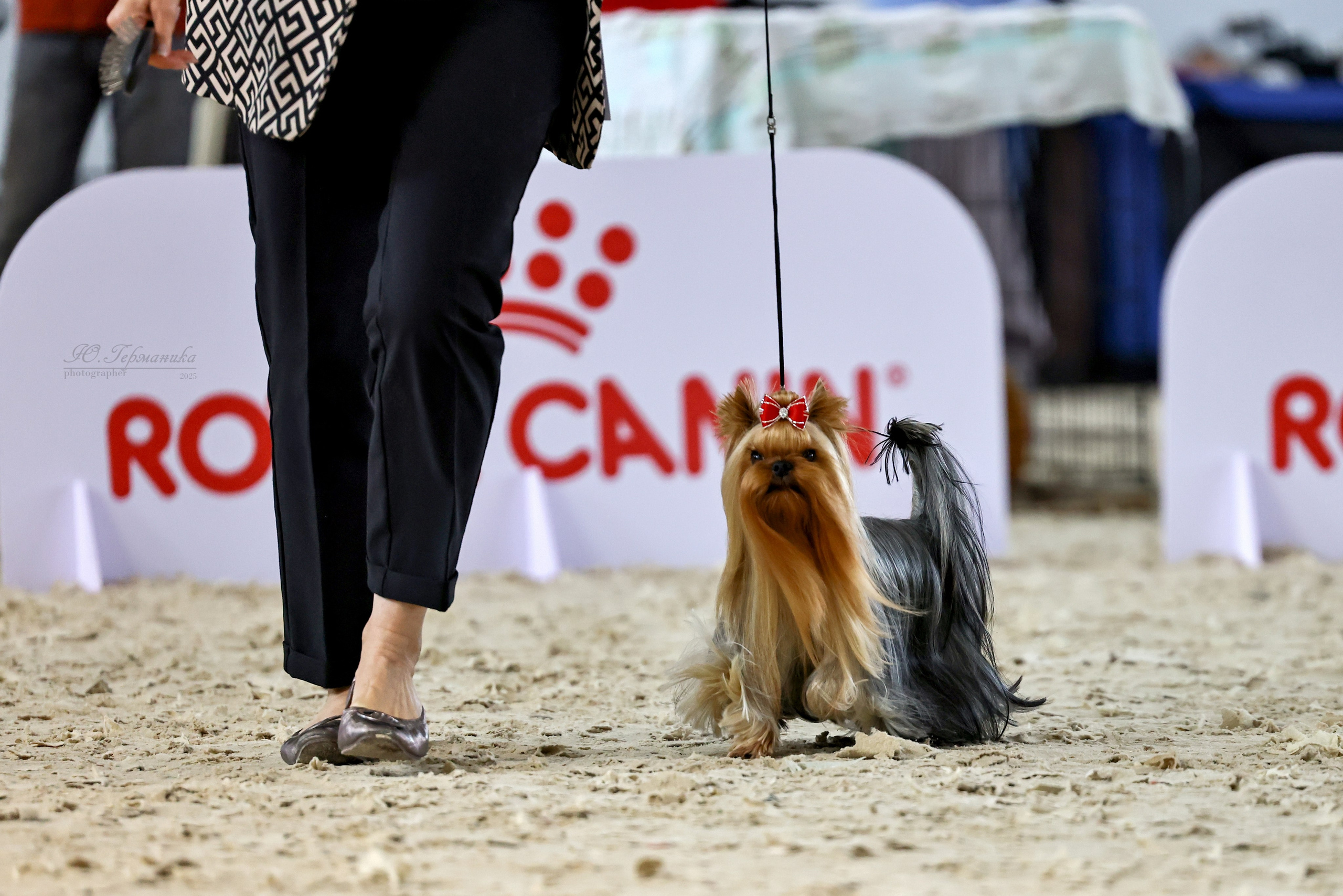 Астана 2хCACIB 26-28.09.2025. Фотограф-анималист Юлия Германика