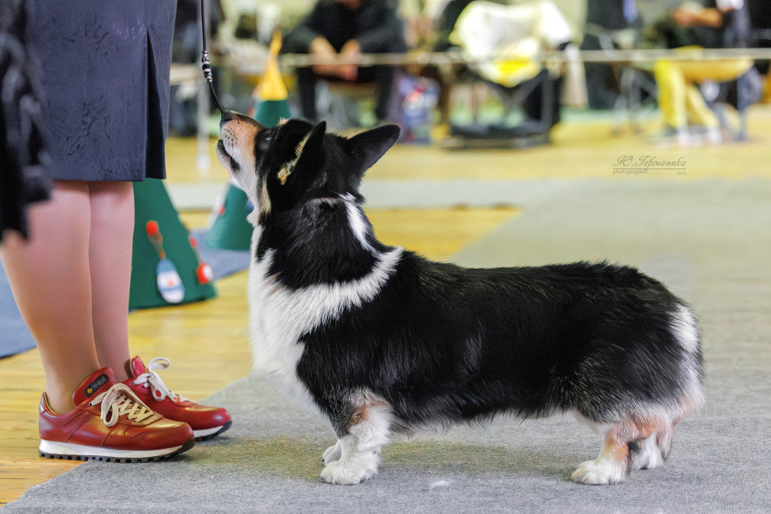 Тверь 21.12.2025. Фотограф-анималист Юлия Германика