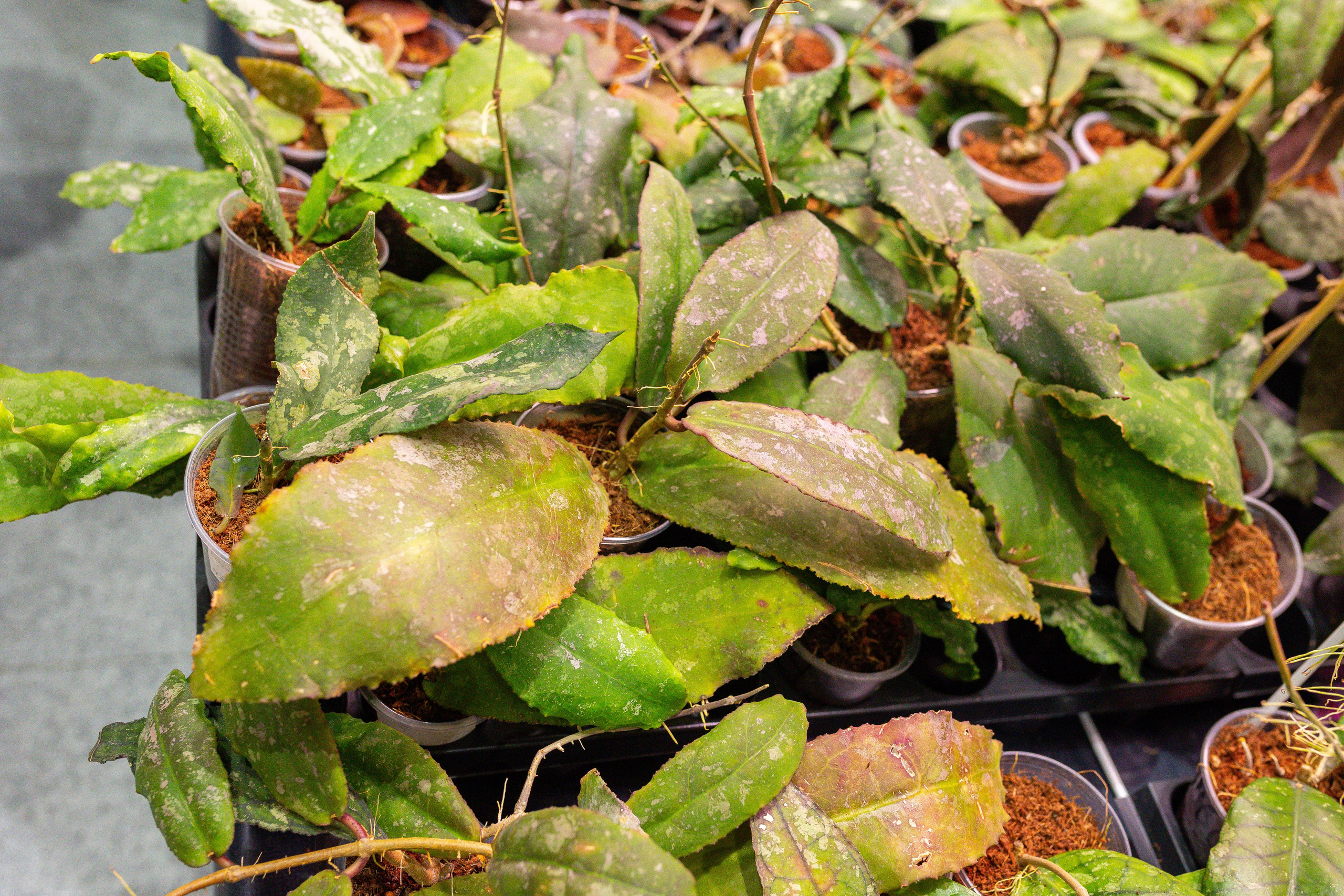 Монстериум 11–12 октября. Александра Куликова фотограф, Москва