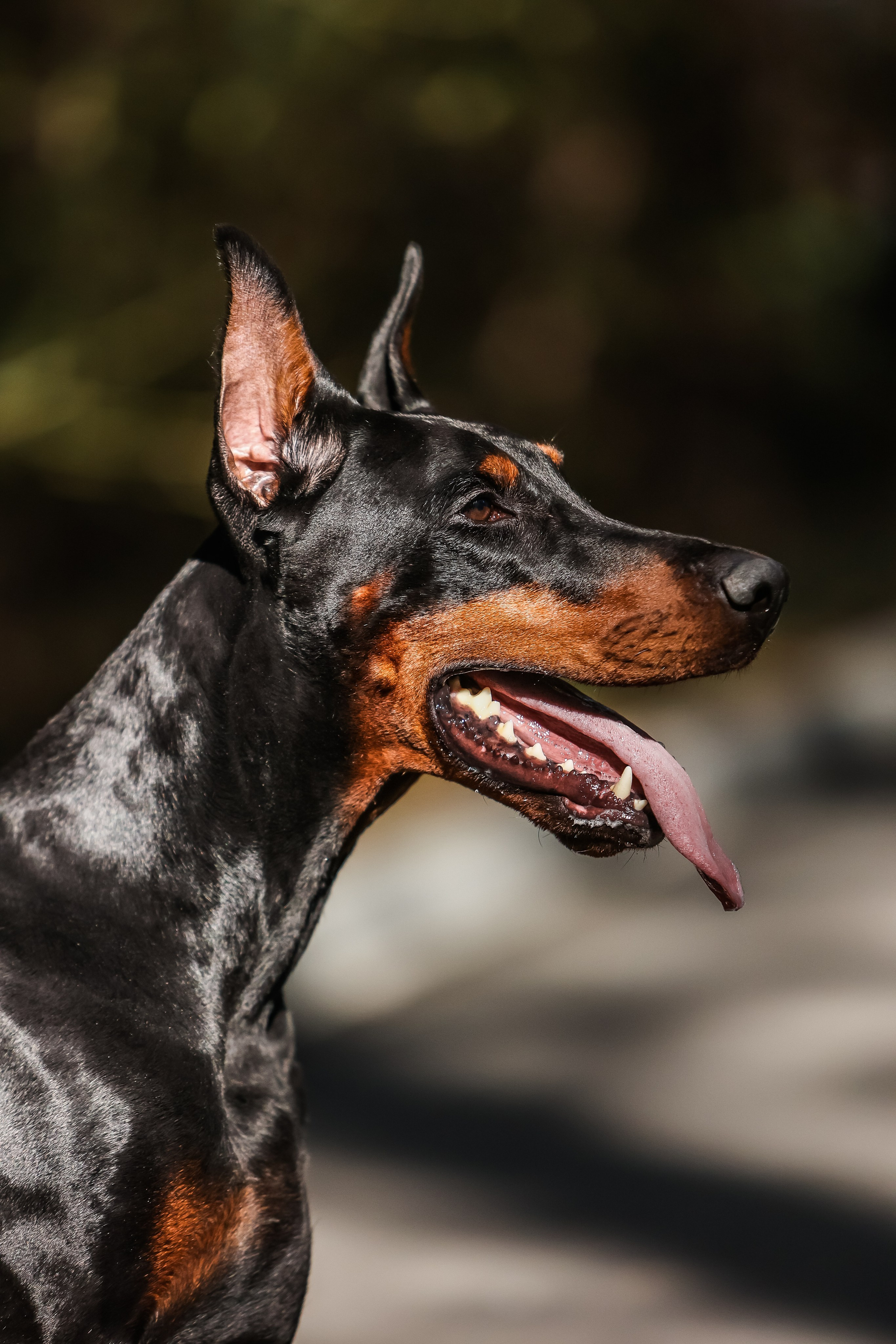 Анималистика. Главная