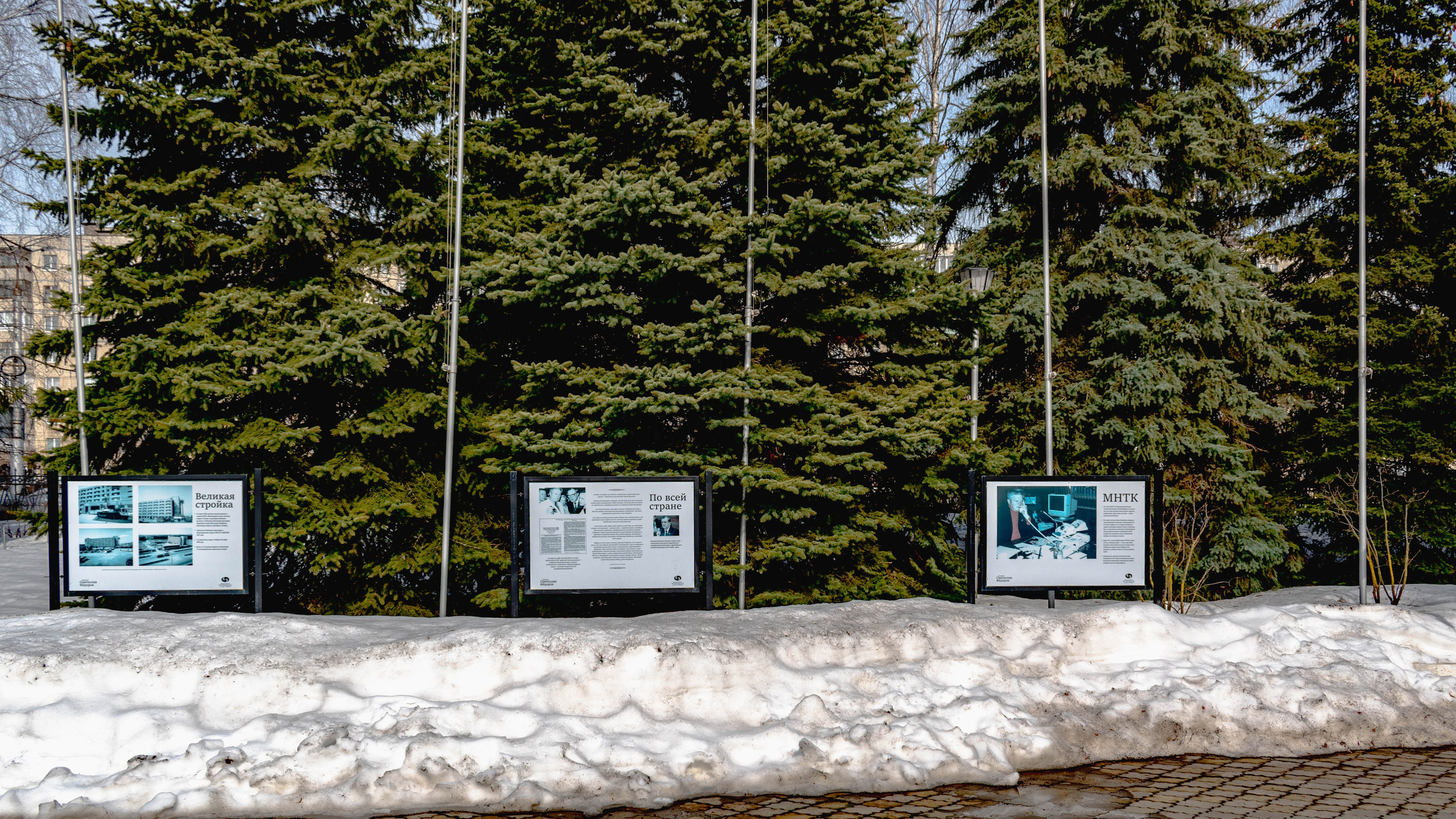 Эти ёлки, наверно, помнят академика Фёдорова