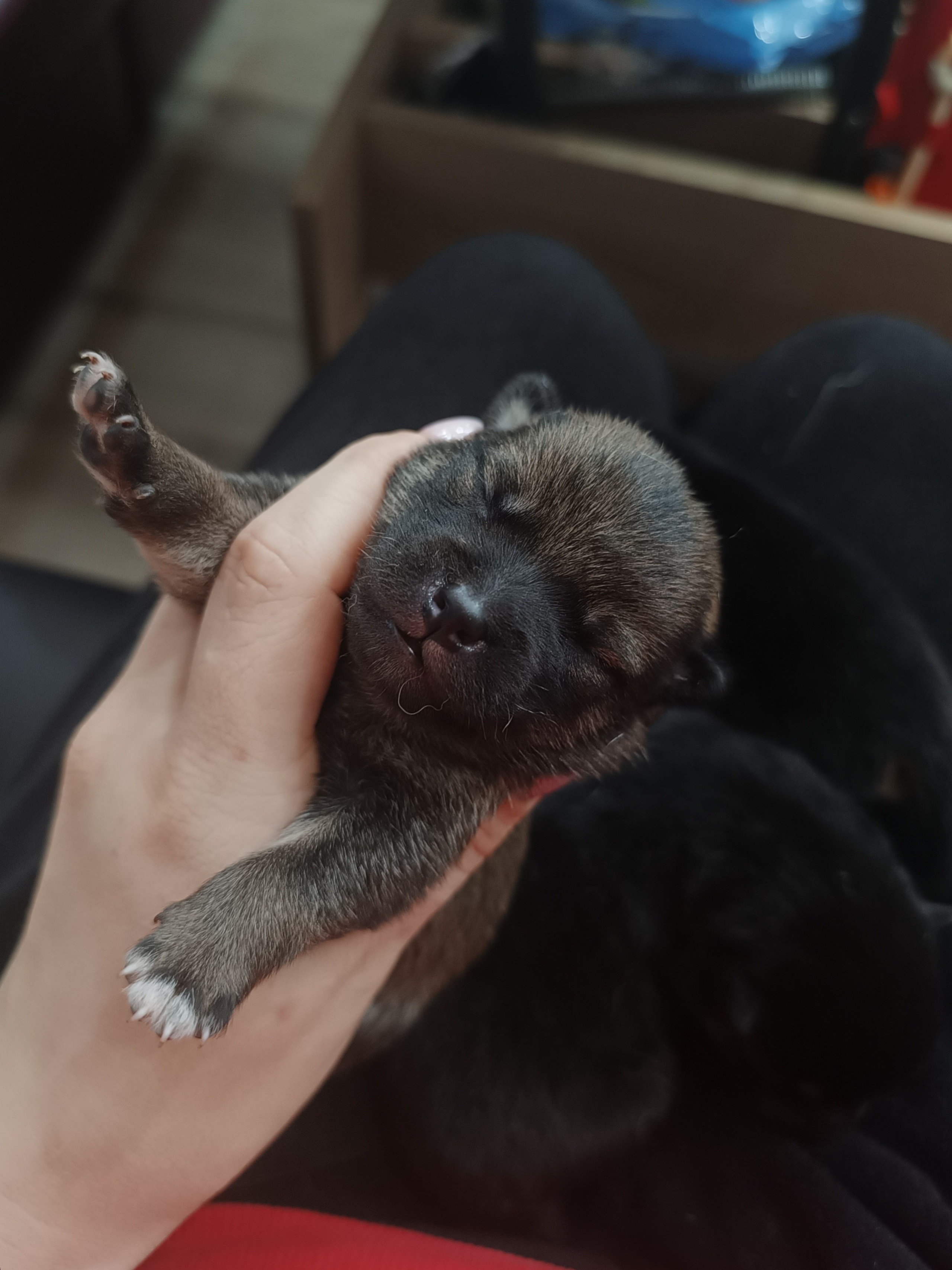 сиба питомник Рубилайт щенки на продажу rubylight  сиба щенки купить СПб Санкт-Петербург 